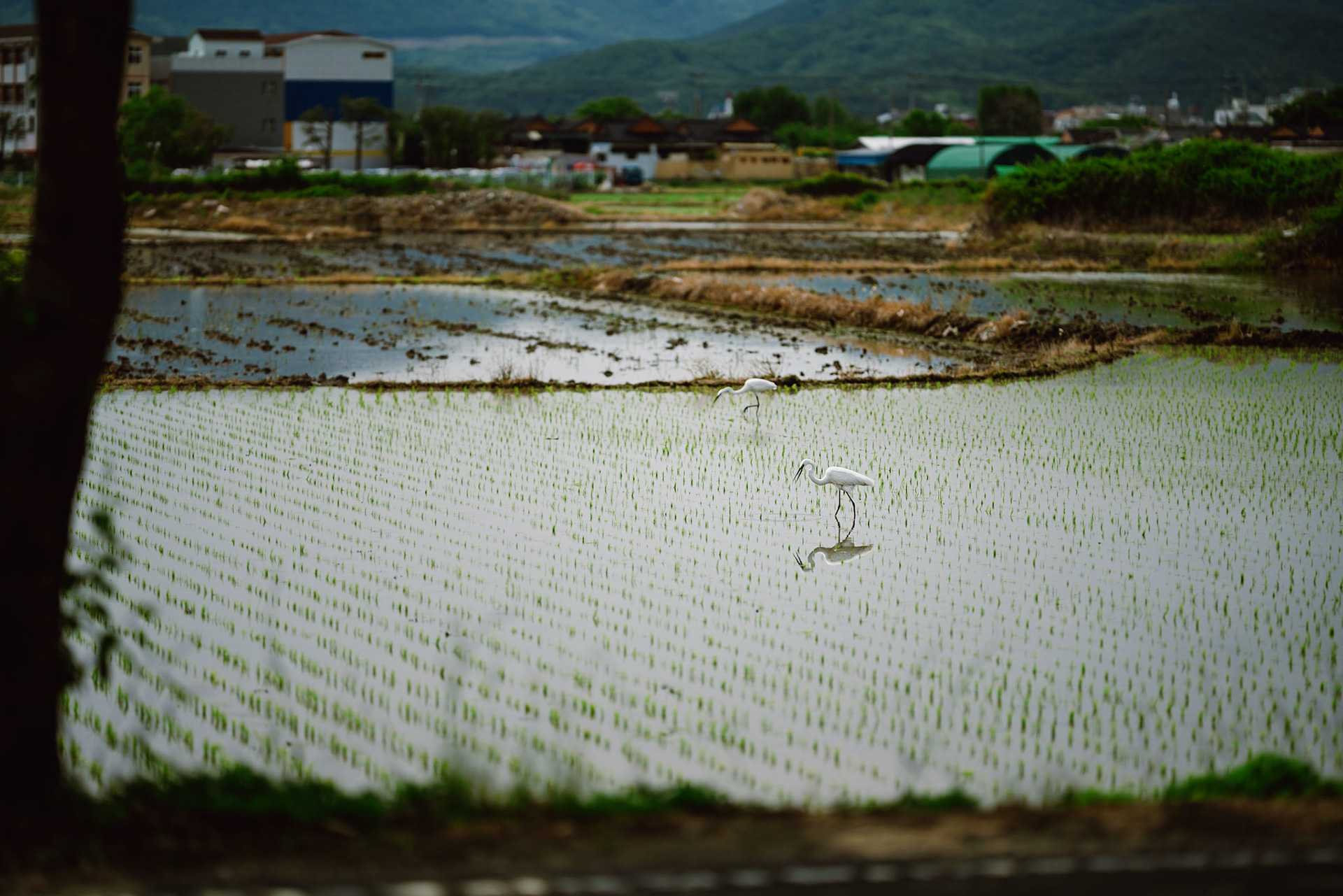 Gyeongju, South Korea - 22 May 2020: The historic attractions in Gyeongju are interesting, but surrouding the tourist attractions are great expanses of farmland, which are worth exploring as well to see daily life in modern rural Korea.