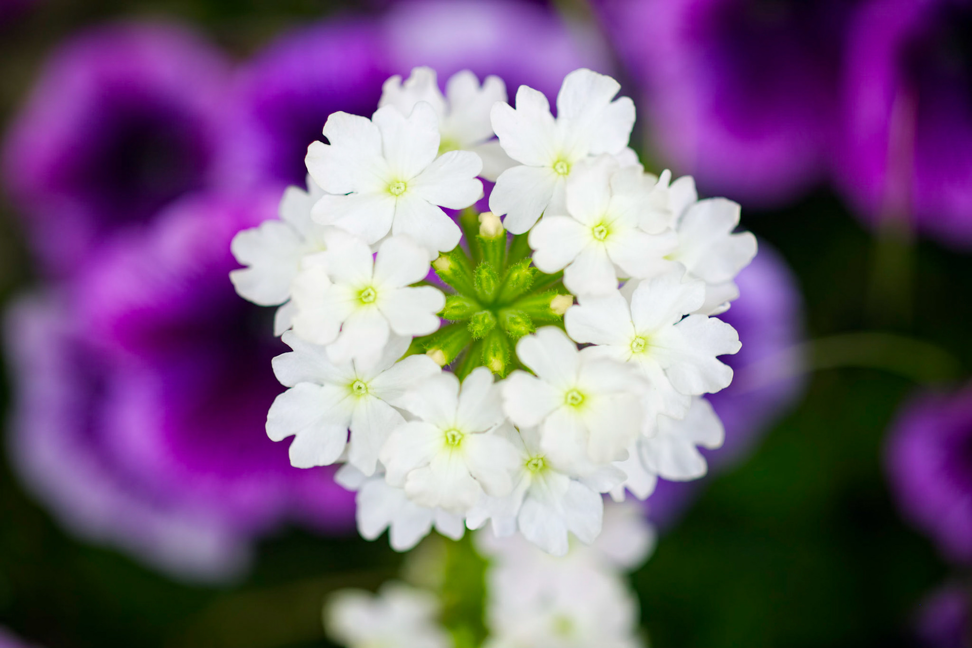 Verbena with Trailing Petunia Background