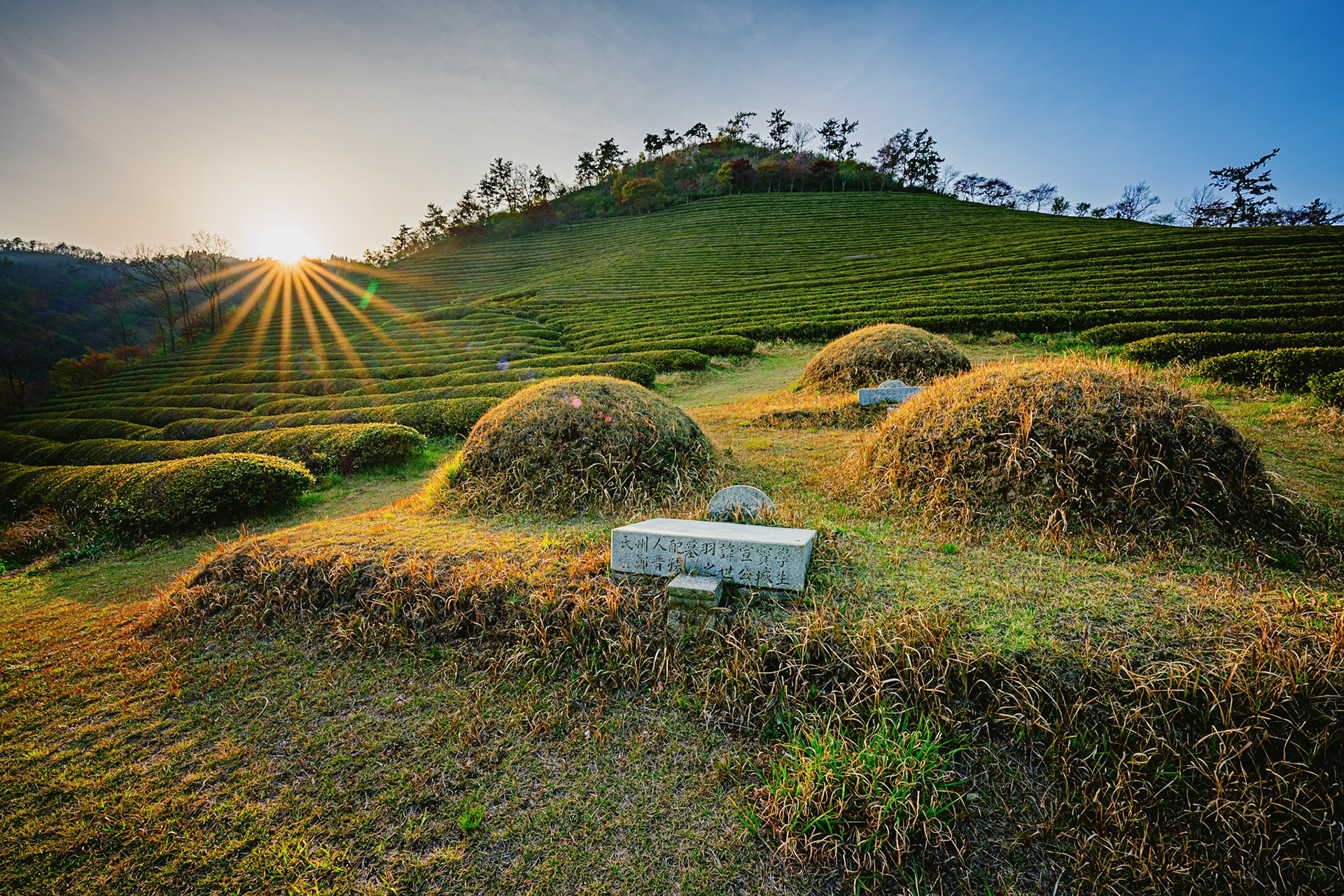 Beosong County, South Korea - 18 APRIL 2020: Boseong County is home to the highest producing tea fields in Korea, renowed for the quality of the green tea in particular.