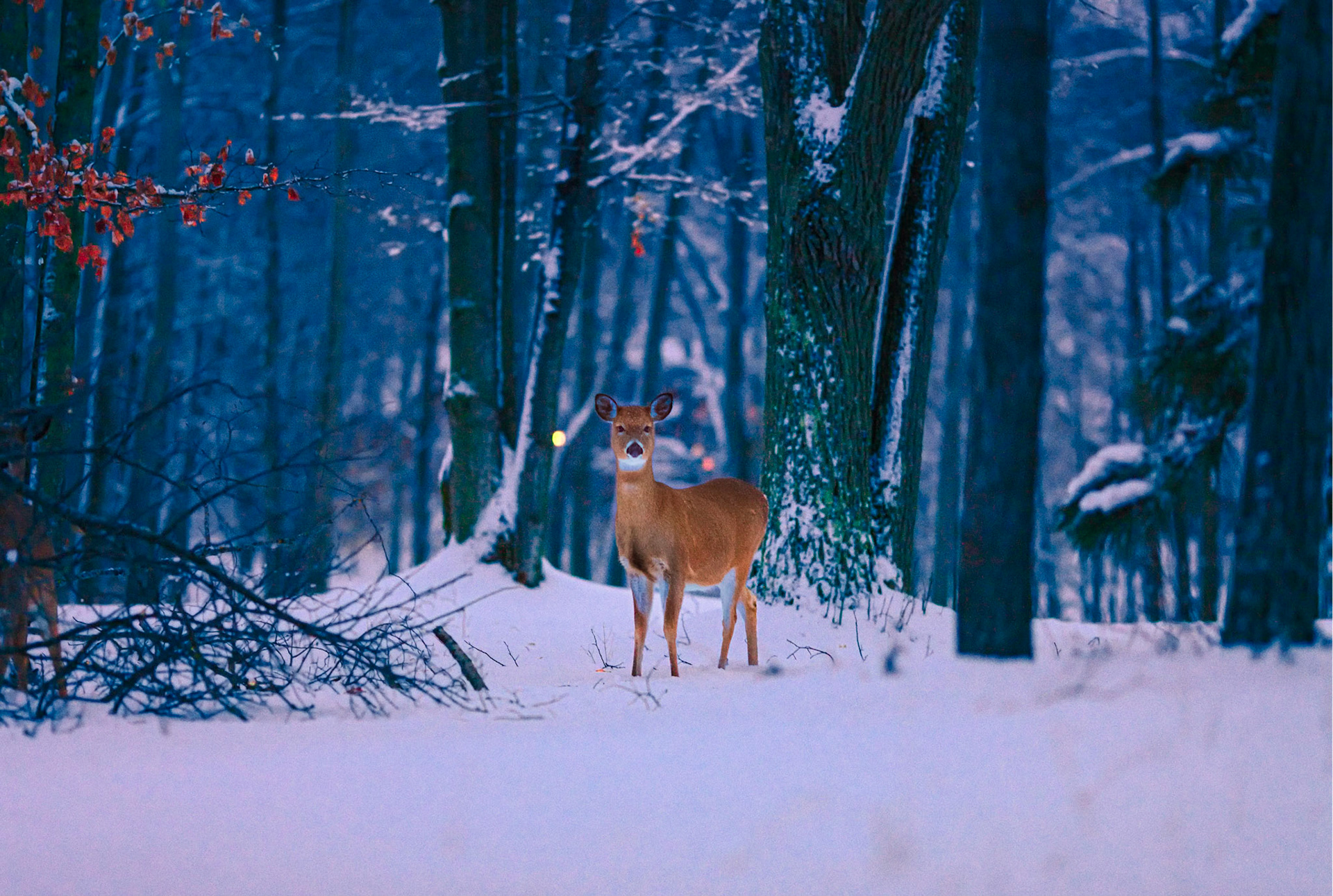 A deer freezes as it observes me on a cold winter morning. This was very early in the morning, I was amazed that I was able to capture any shot at all, with my Canon 135 at f2, and 1/80th of a second, handheld at ISO 3200.