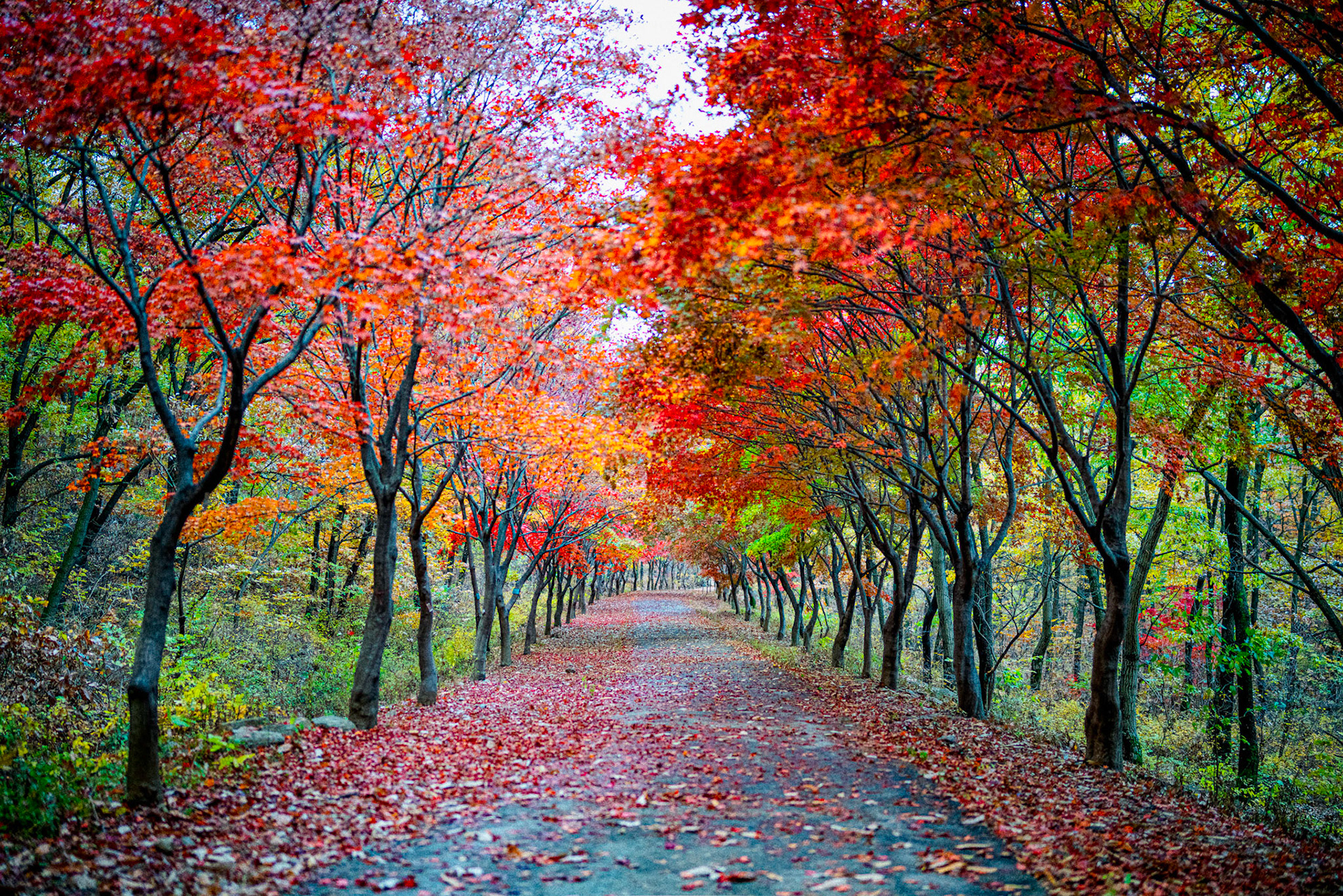 Fall Foliage in Seoul's Gwanaksan Tree Park