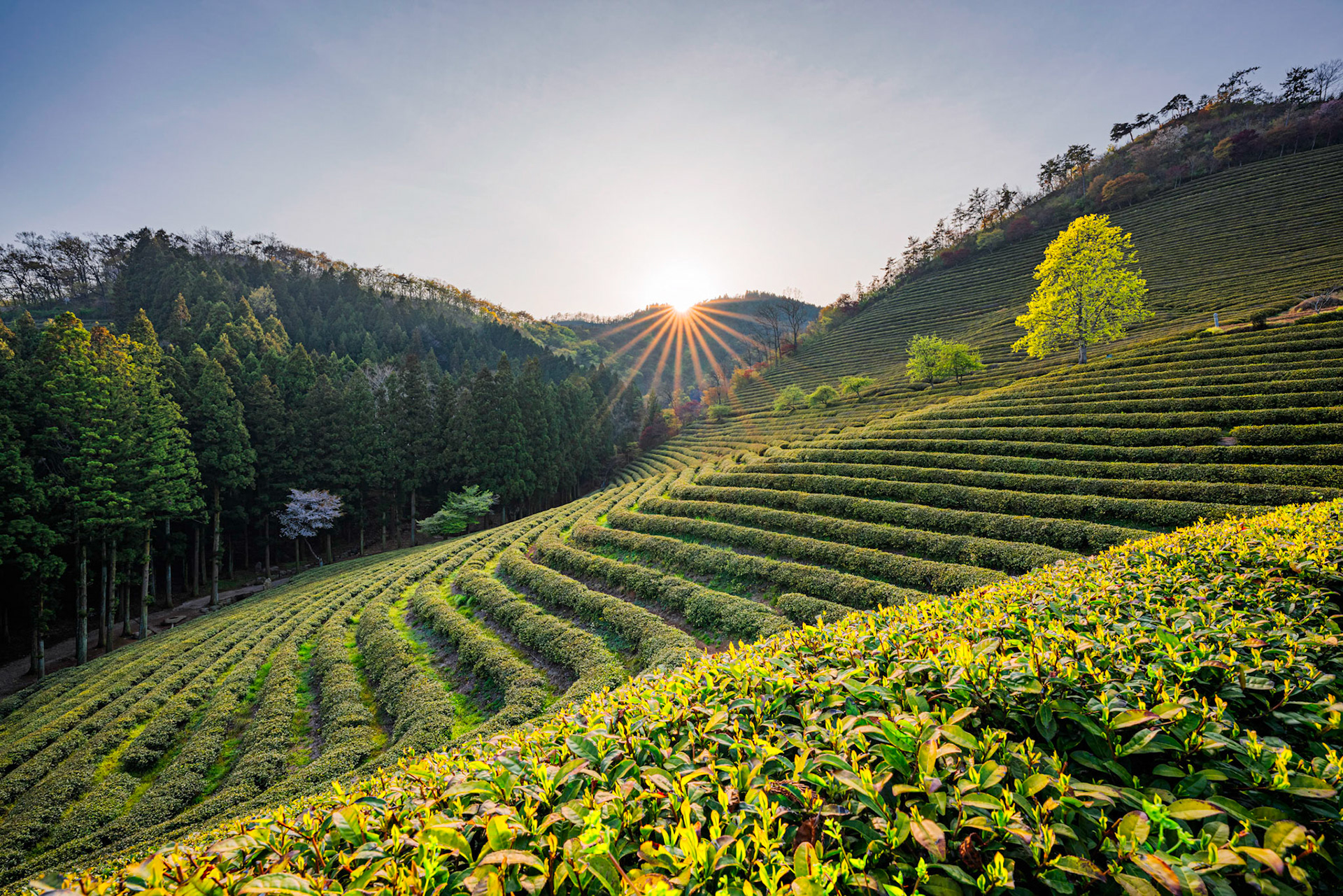 Beosong County, South Korea - 18 APRIL 2020: Boseong County is home to the highest producing tea fields in Korea, renowed for the quality of the green tea in particular.