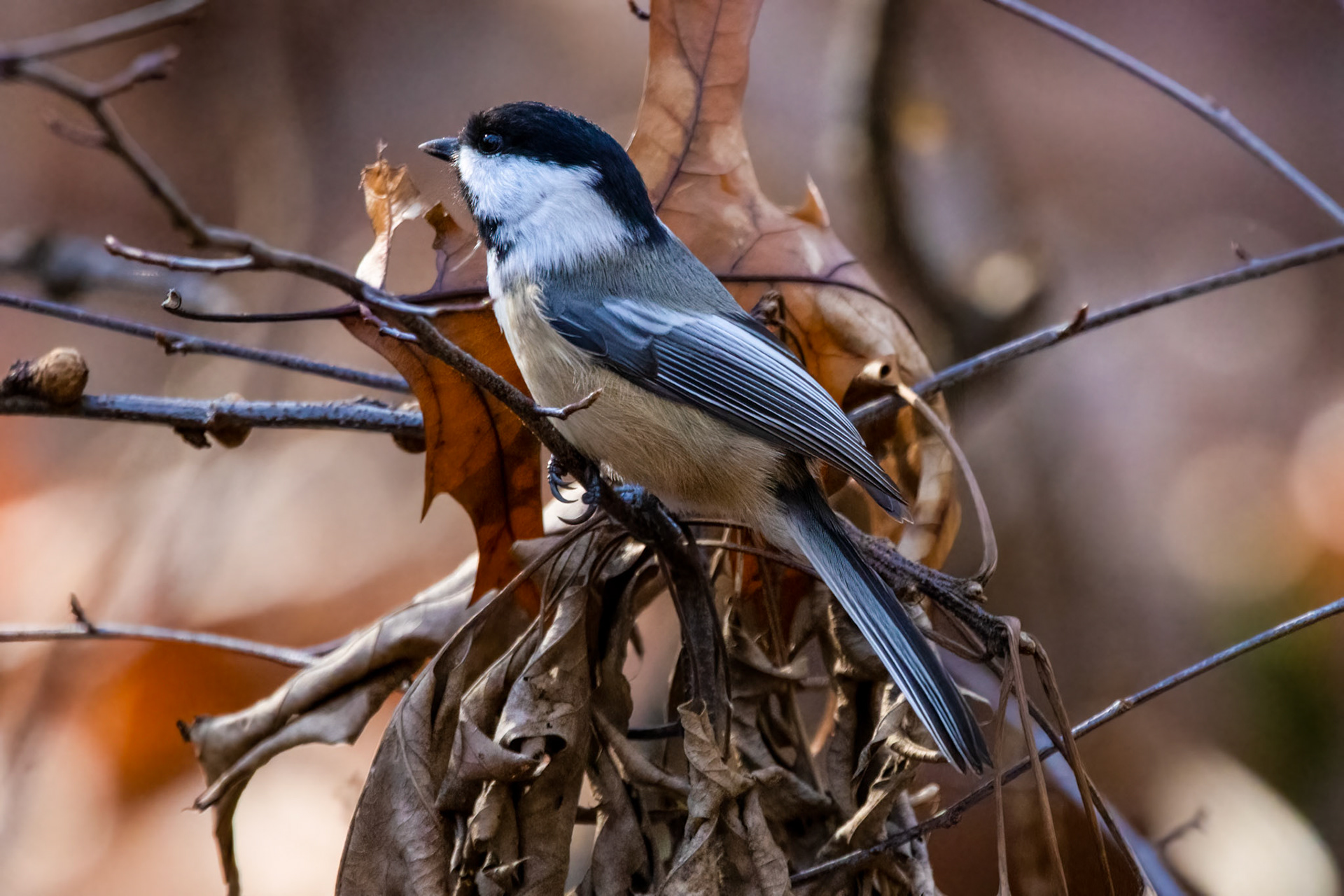 Black-capped Chickadee