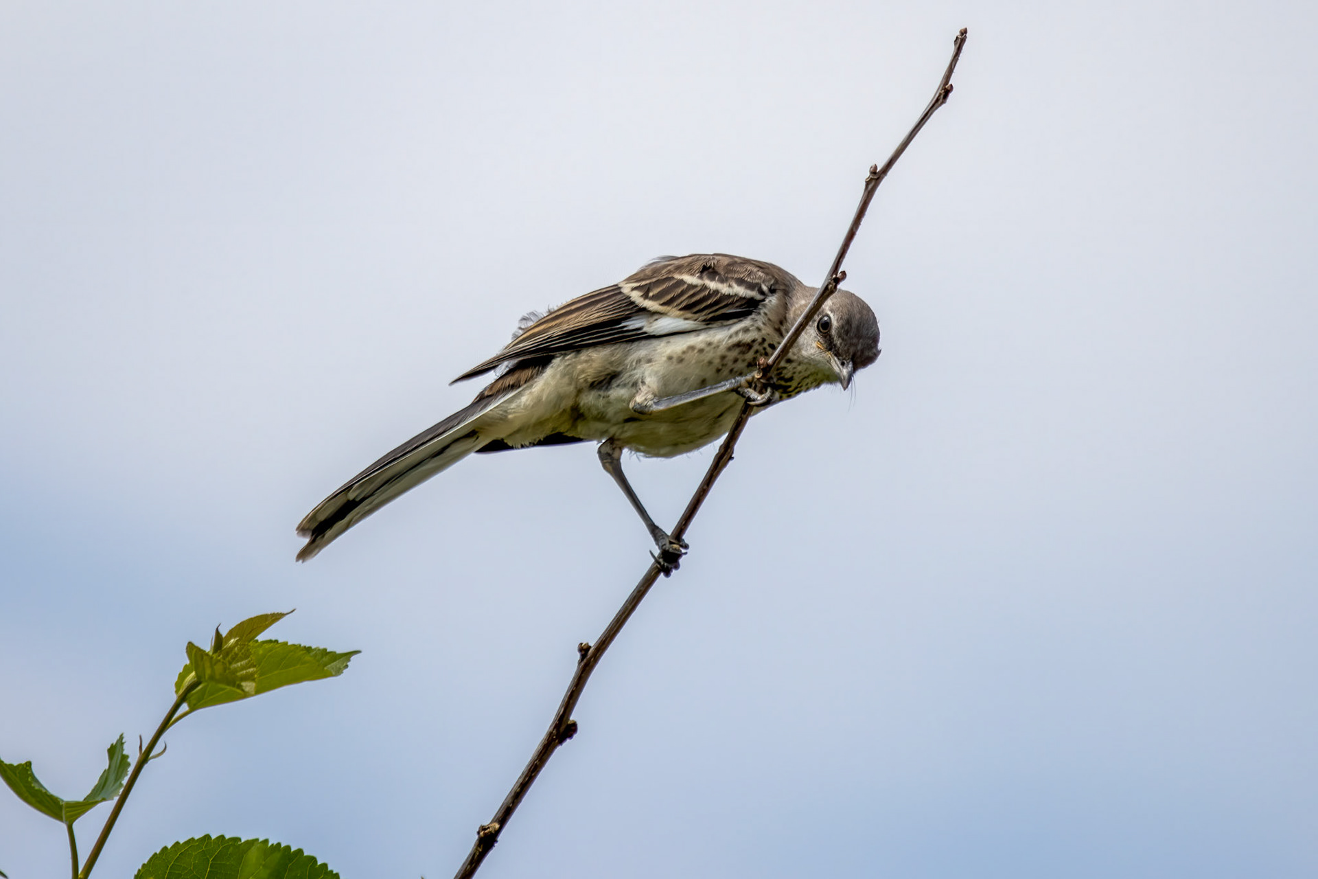Northern Mockingbird