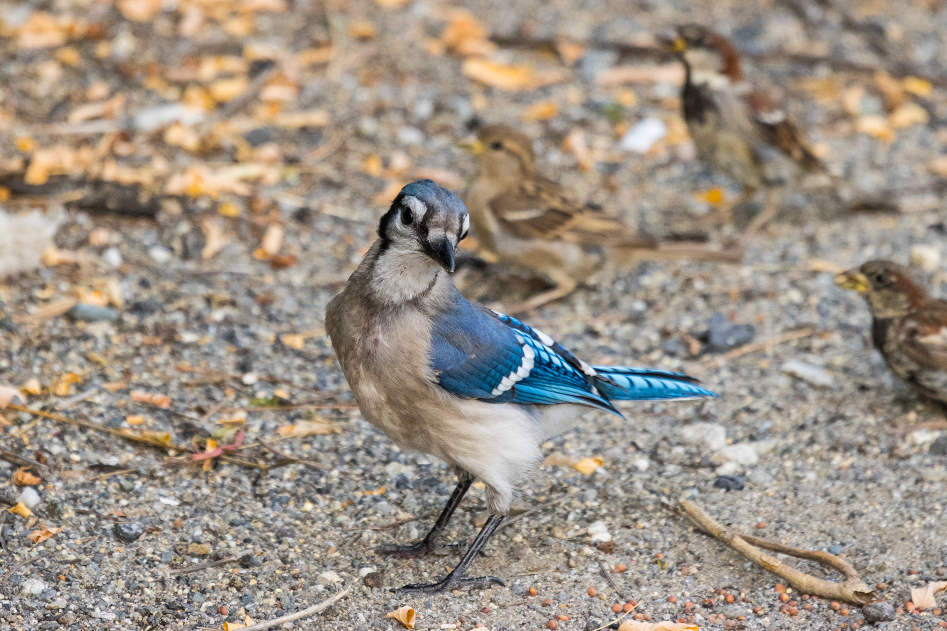 Blue Jay