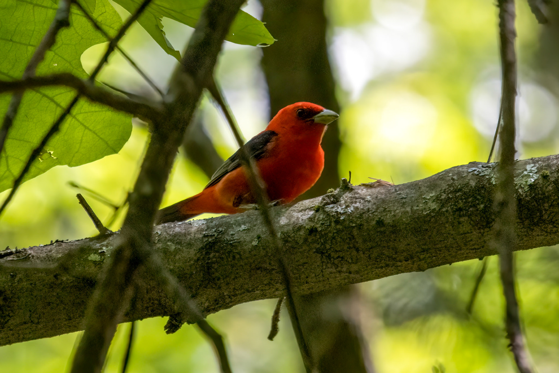Scarlet Tanager