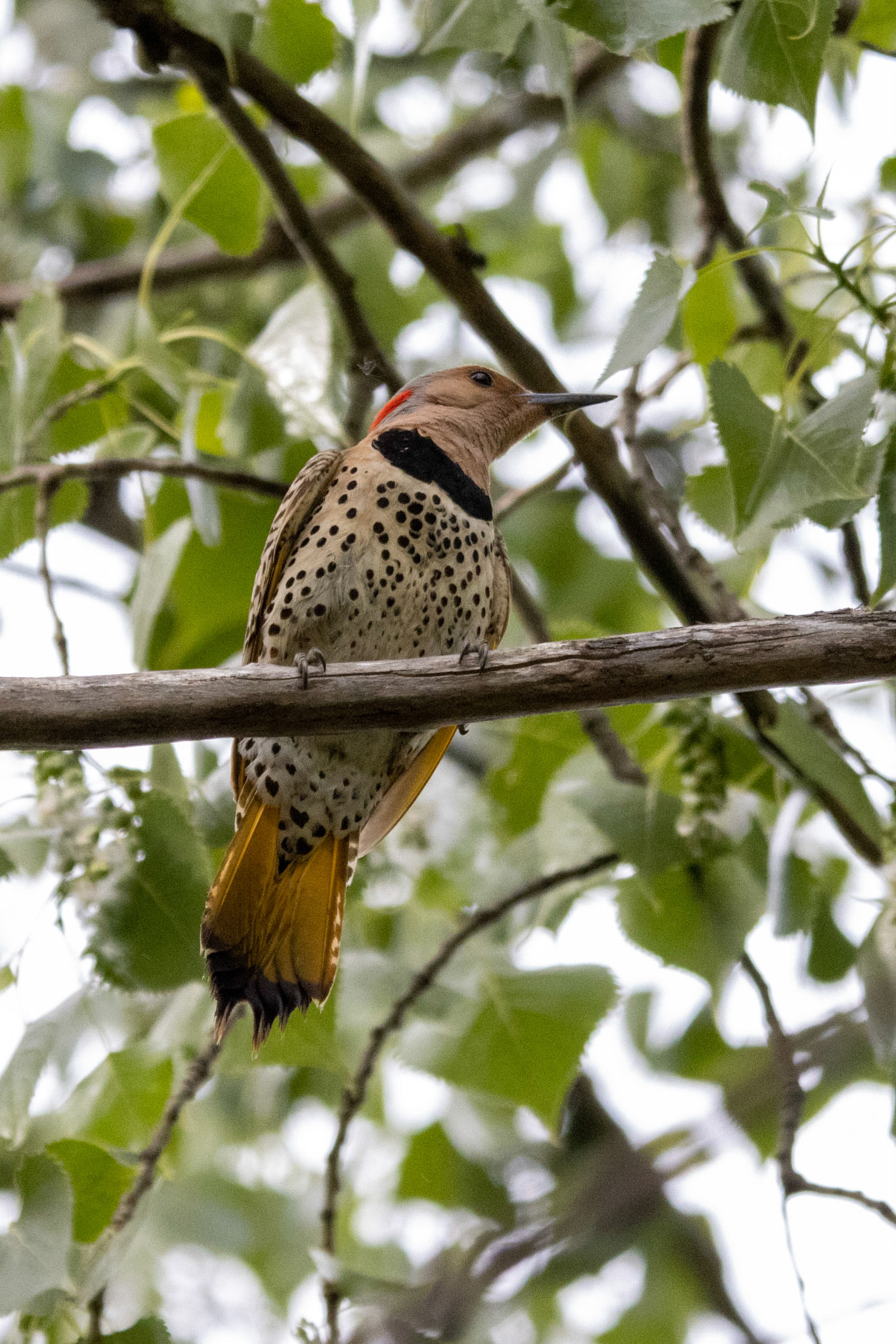 Northern Flicker