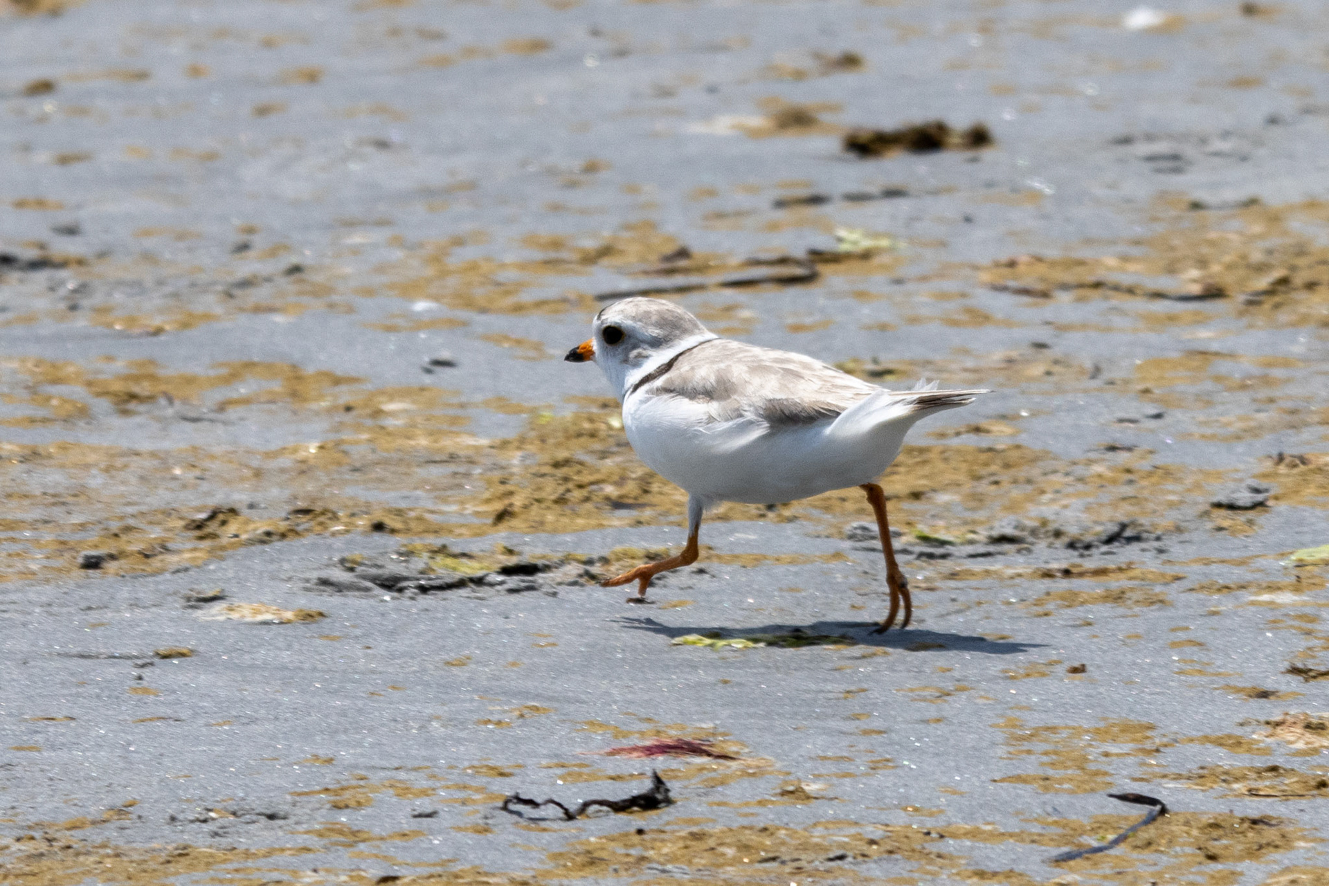 Piping Plover