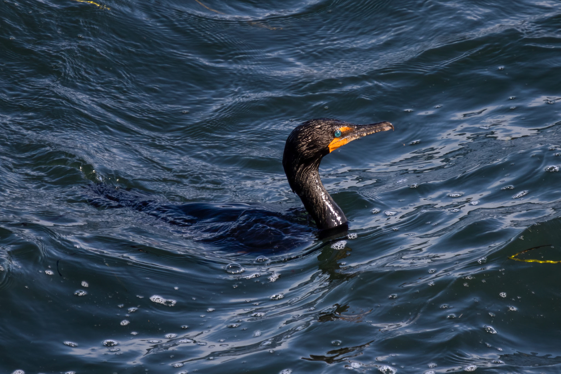 Double-crested Cormorant