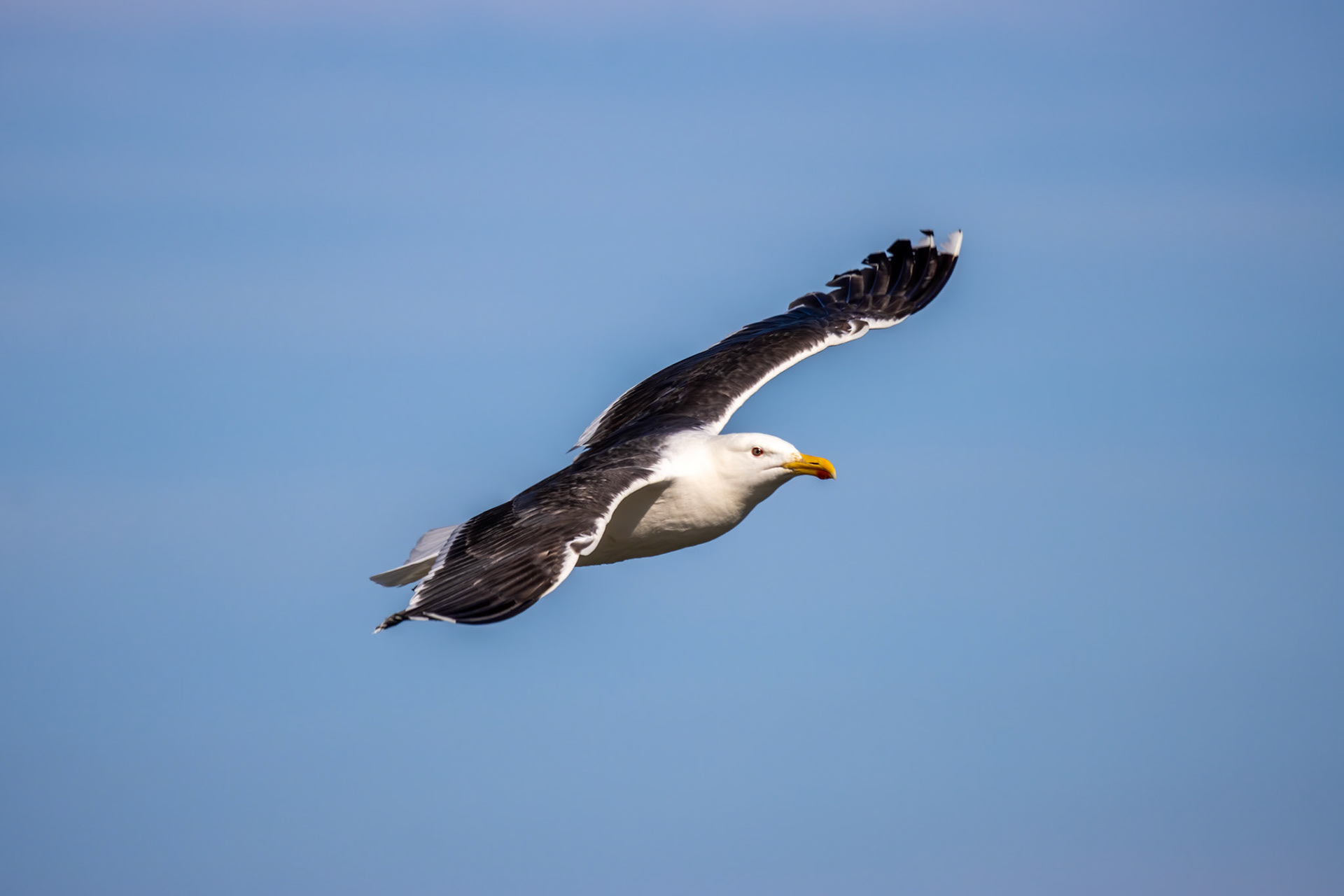 Great Black-backed Gull