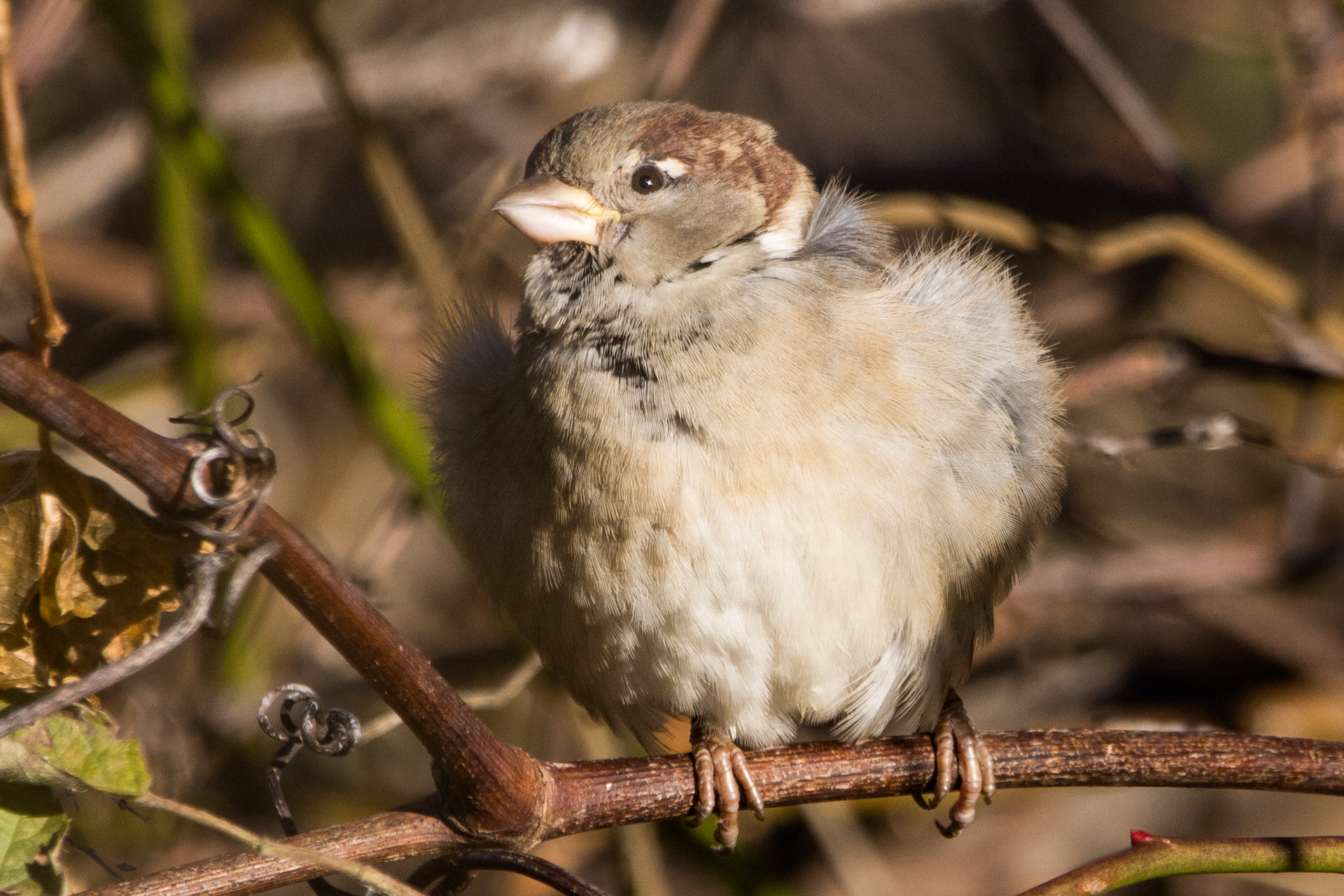 House Sparrow