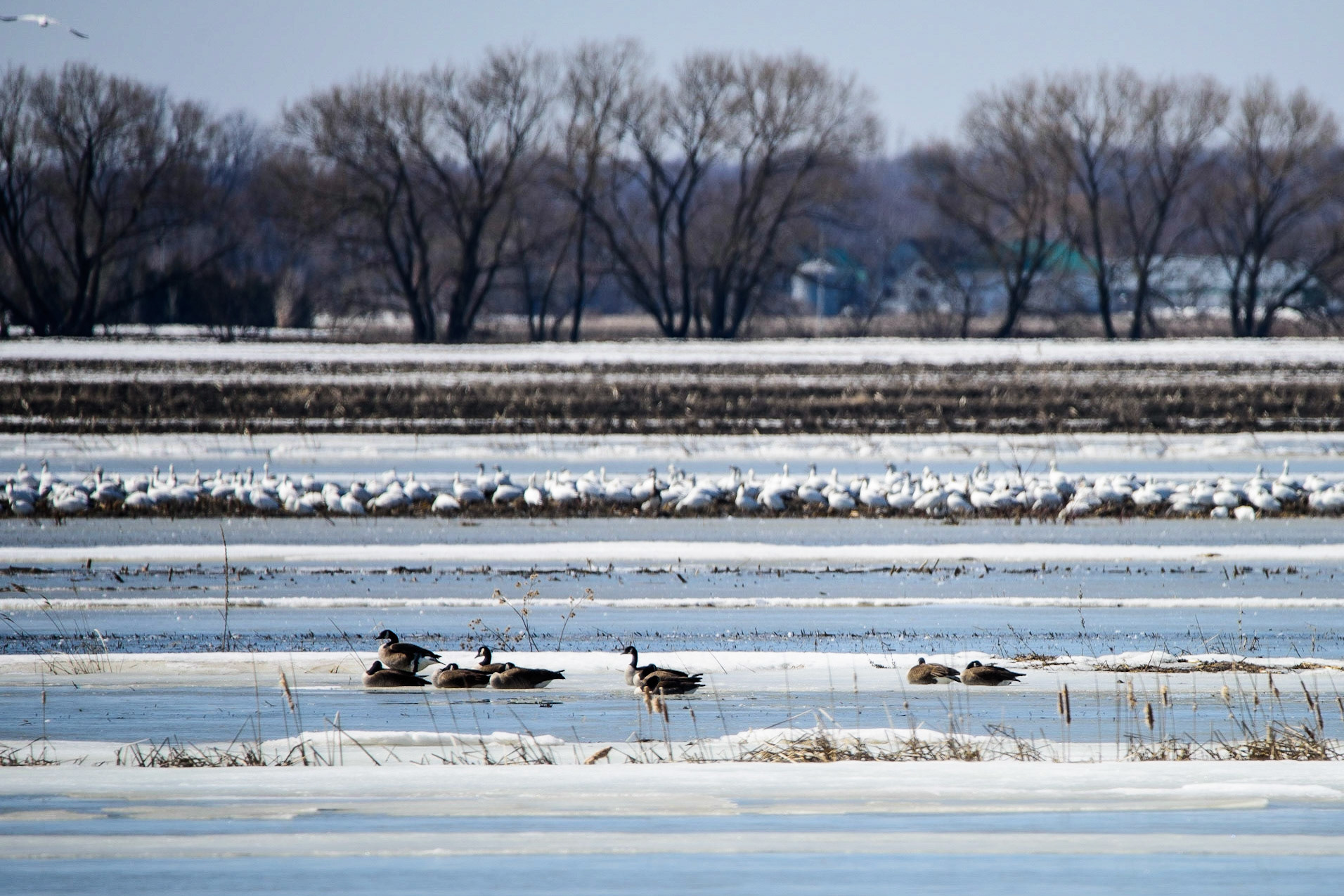 Photo © Paul Lemire ⏎ Série nature BaieduFebvre