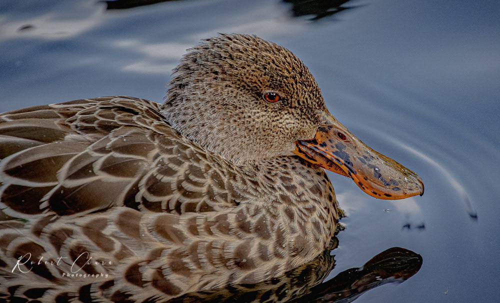 Northern Shoveler 9247