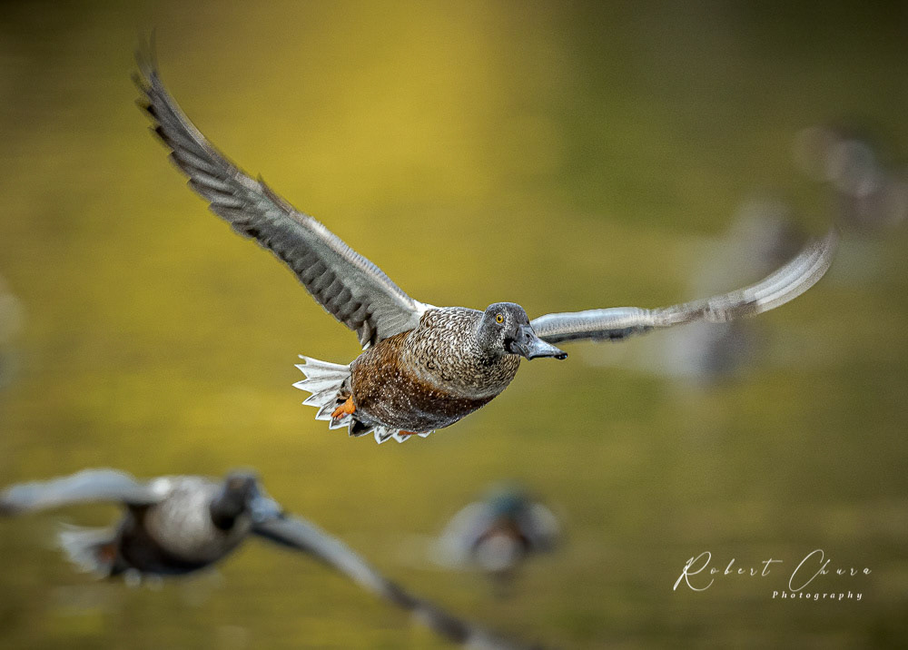 Fly Shot 4948