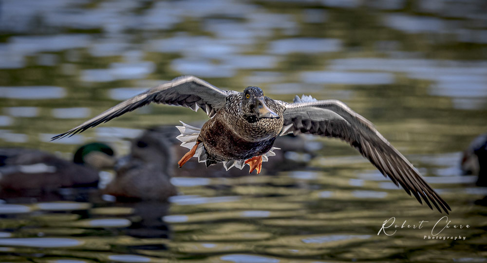Fly Shot 3493