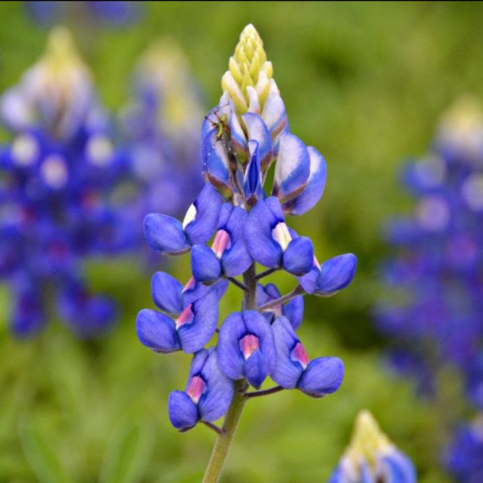 "Bluebonnets" by Julia D. Booth and Lora C. Crockett