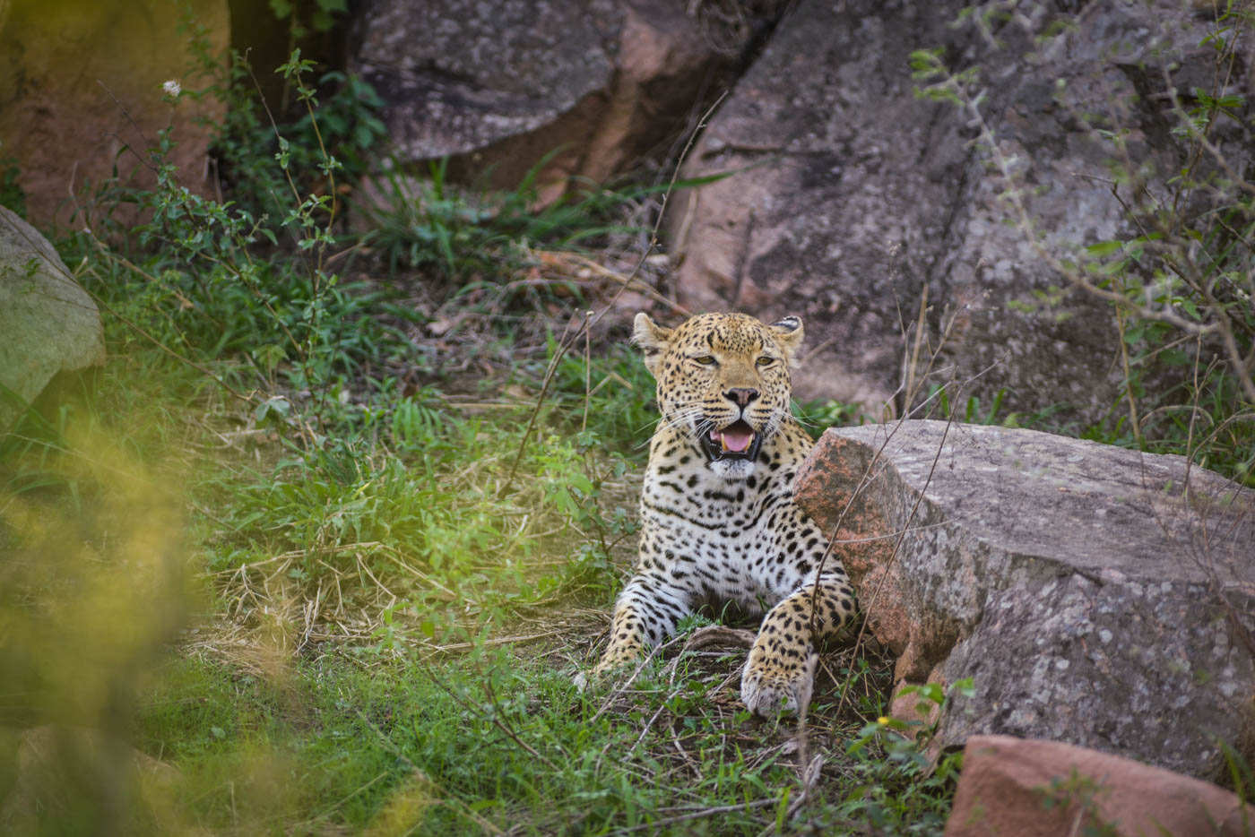 Kruger National Park Leopard Photo
