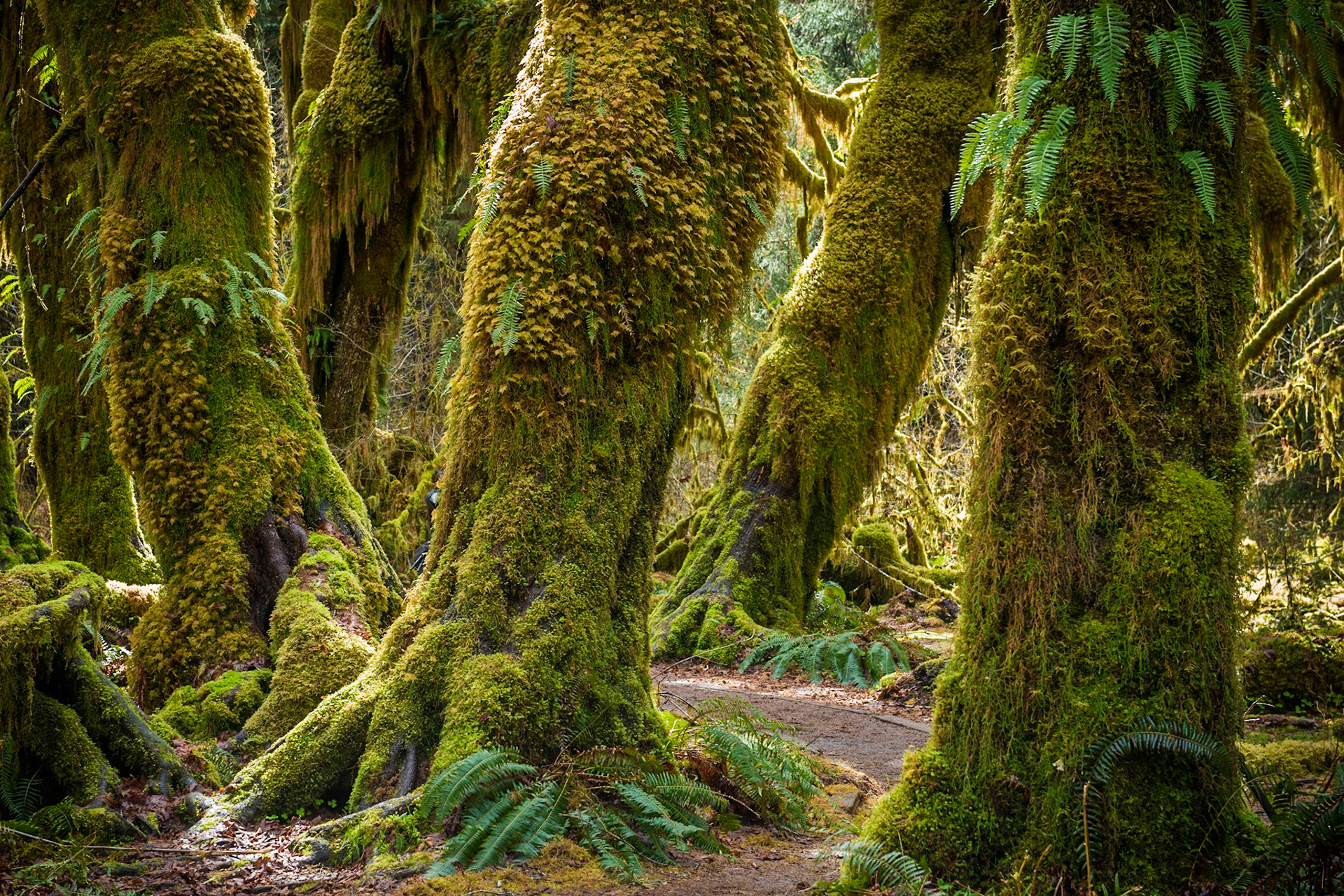 Hall of Mosses