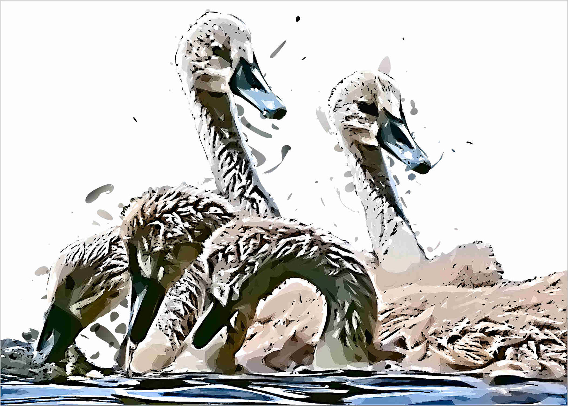 Swan Cygnets 109800220