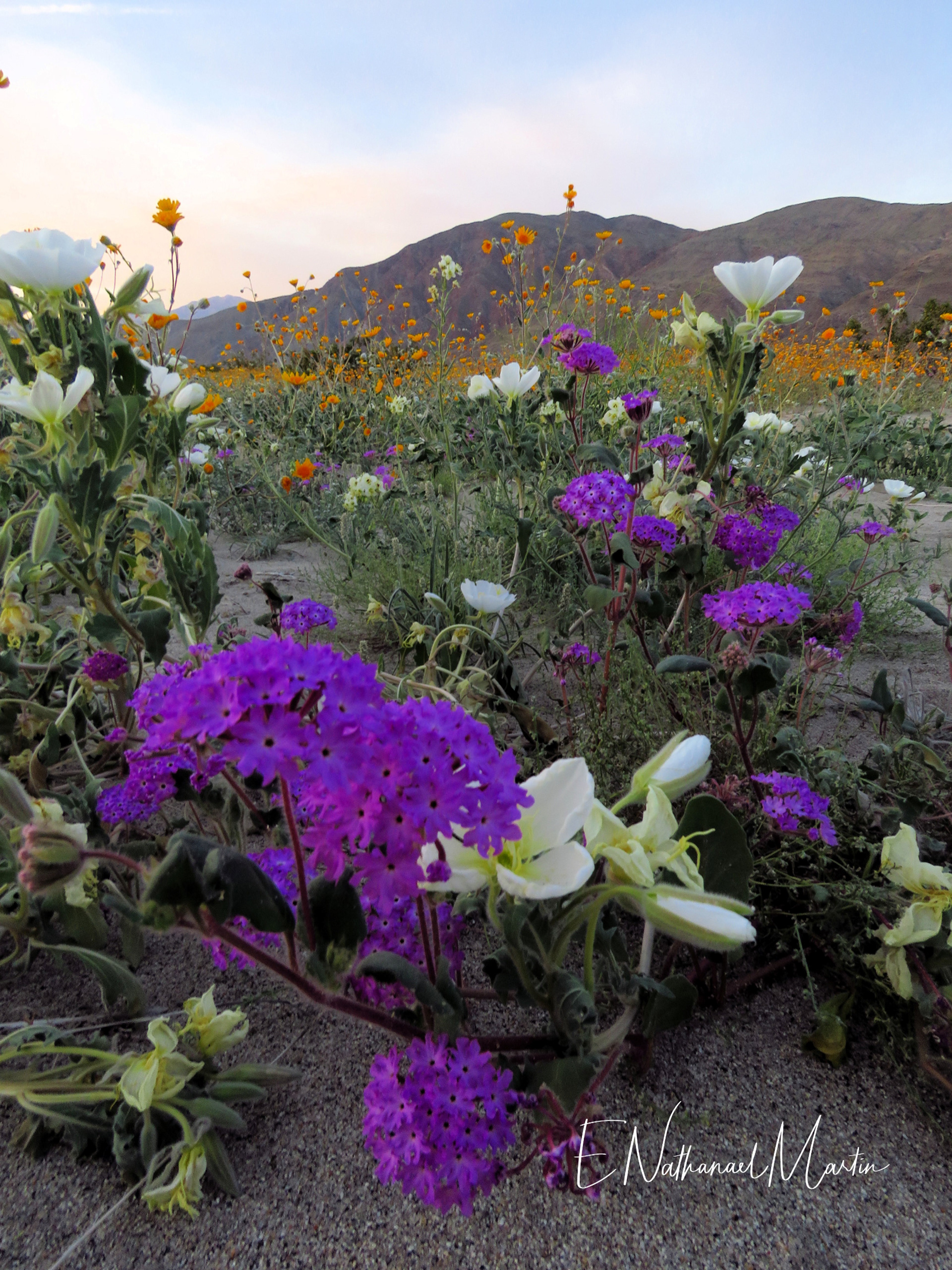 Nature by Nat Photography Anza Borrego Super Bloom