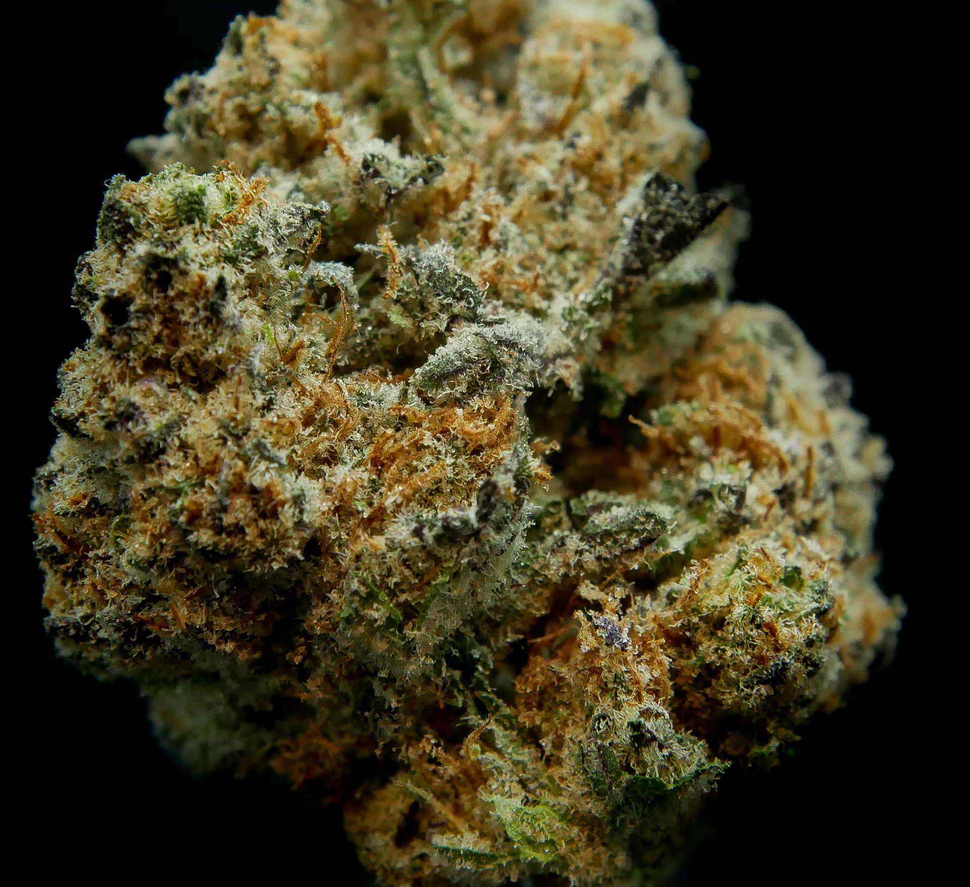 Aurora Borealis (Hiatus)