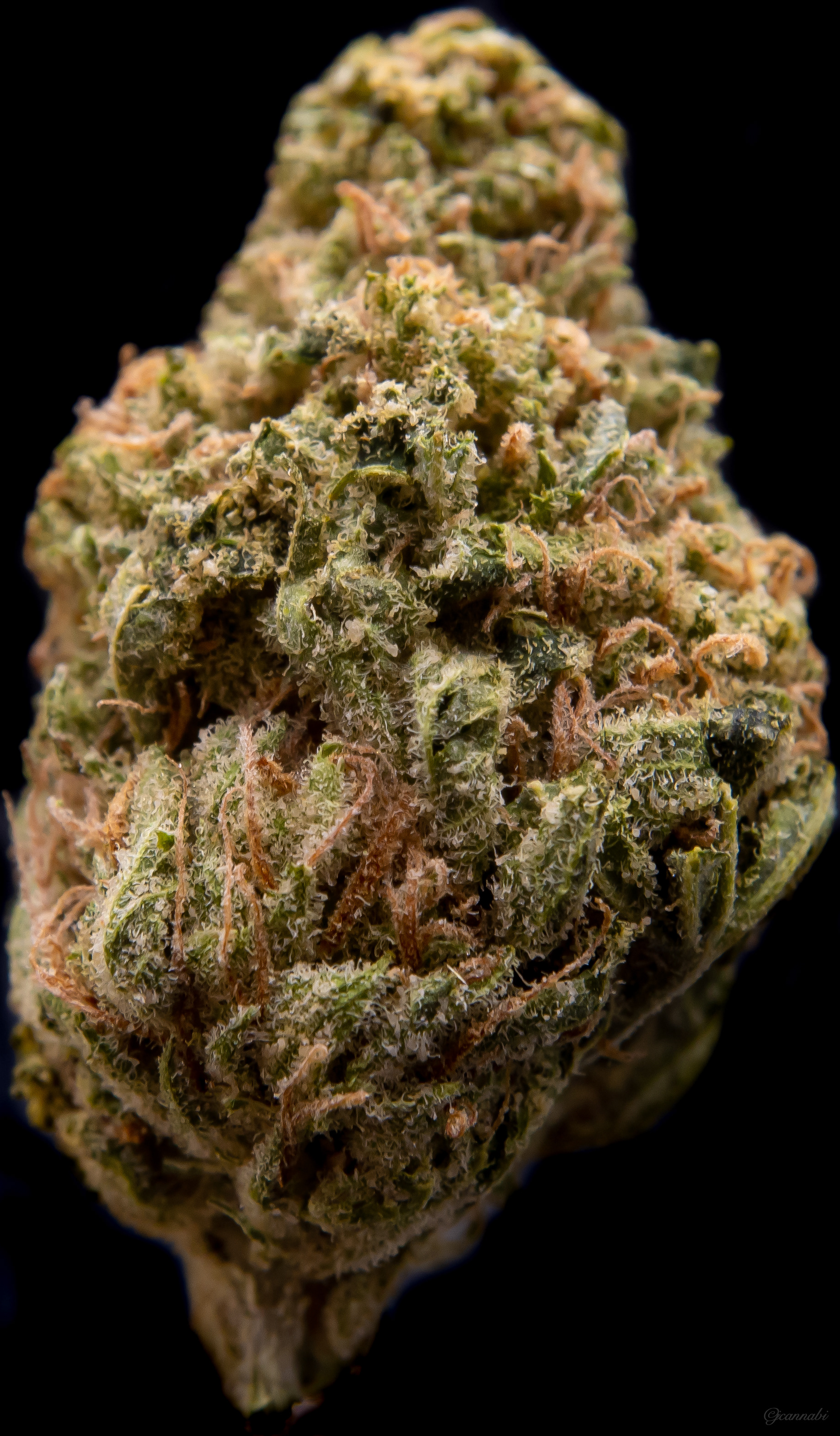 Golden Goat (Palmer Lake)