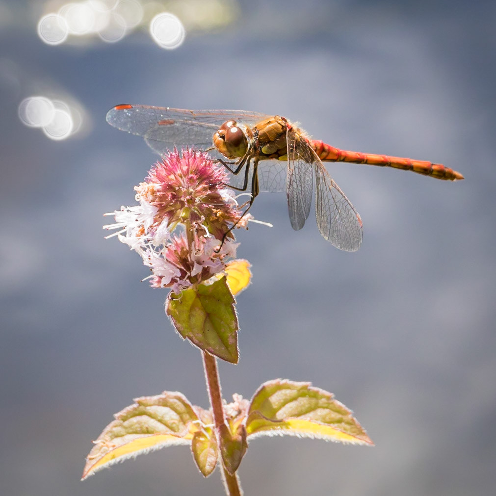 Dragonfly