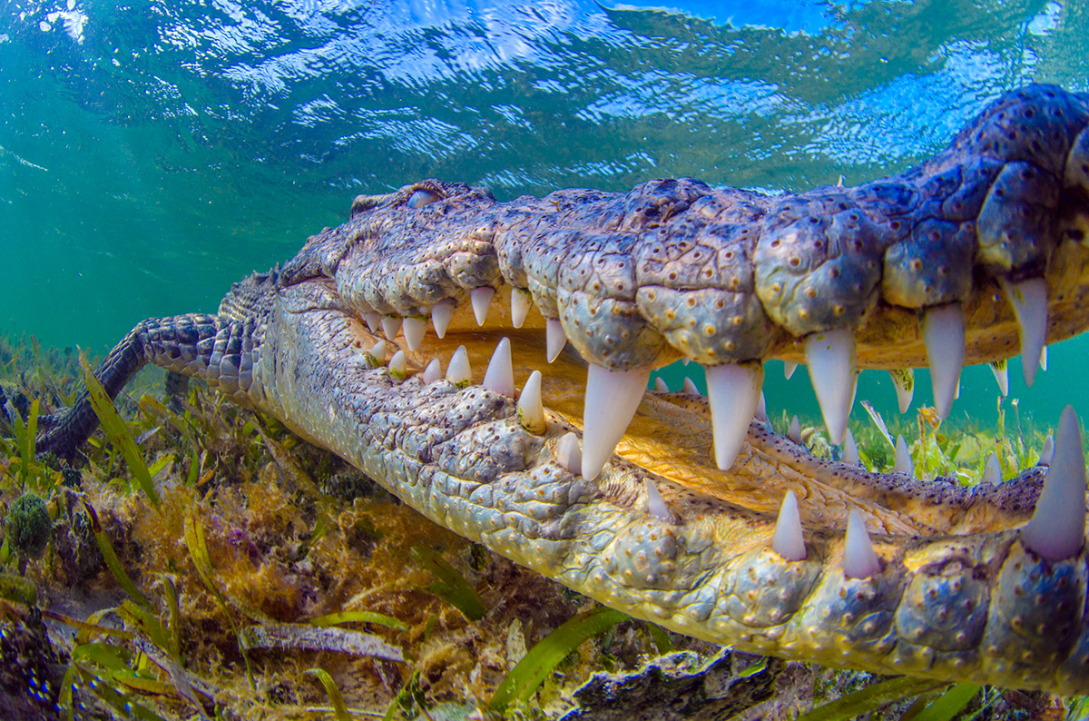 Octavio Aburto - Banco Chinchorro: Coral Atoll and American Crocodiles