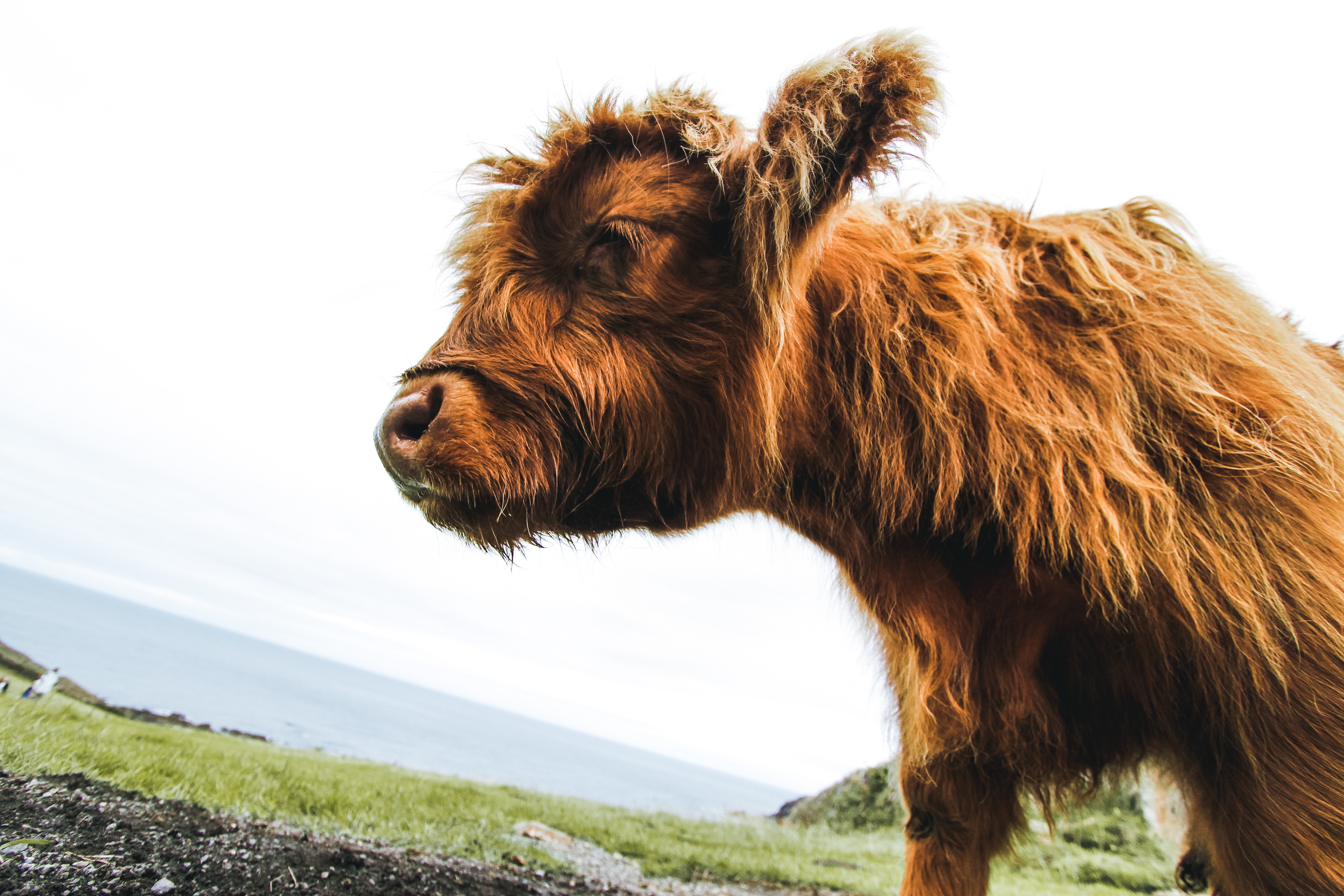 Highland calf