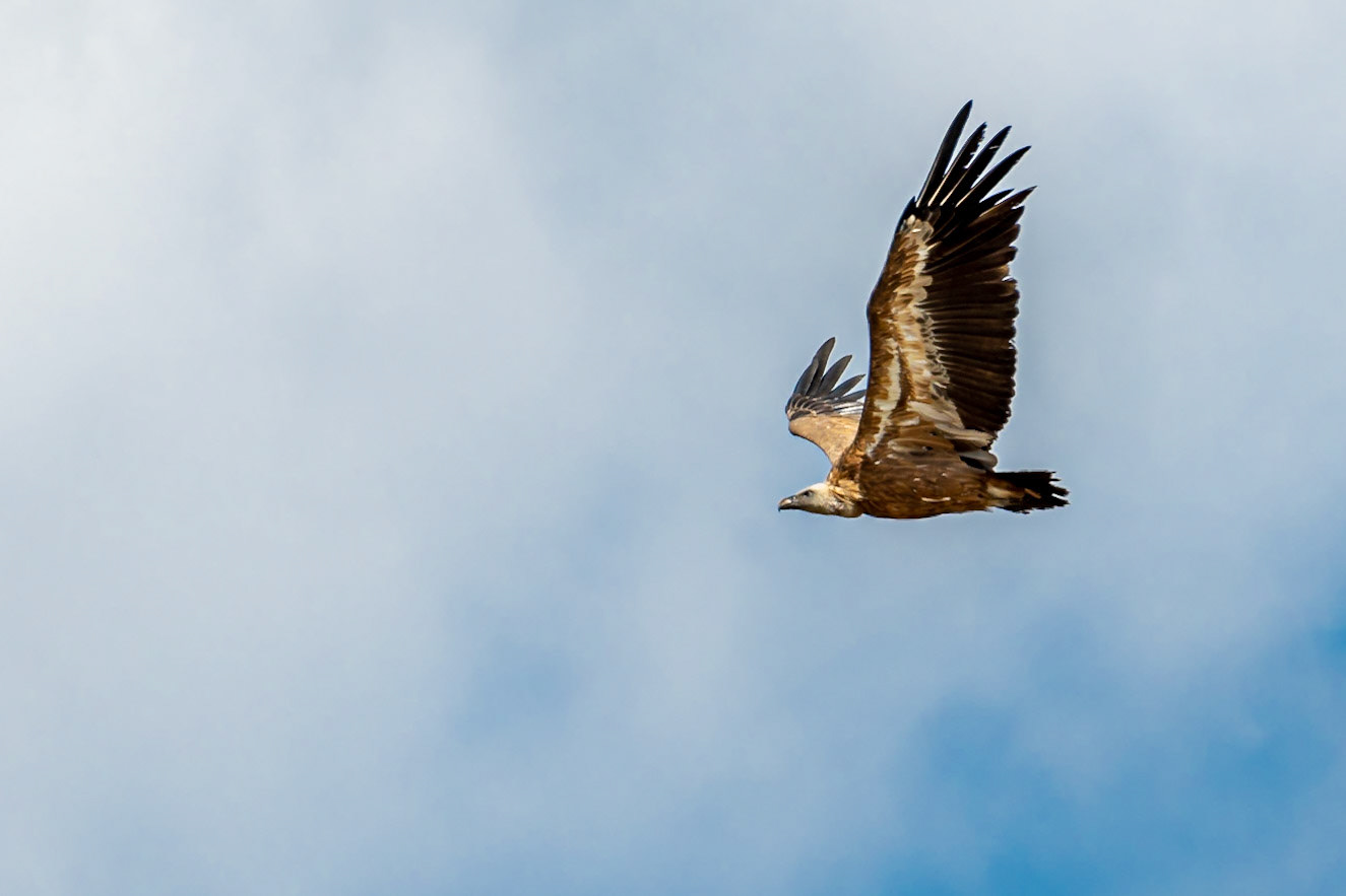 Vautour Fauve _ Parc national d'Ordesa