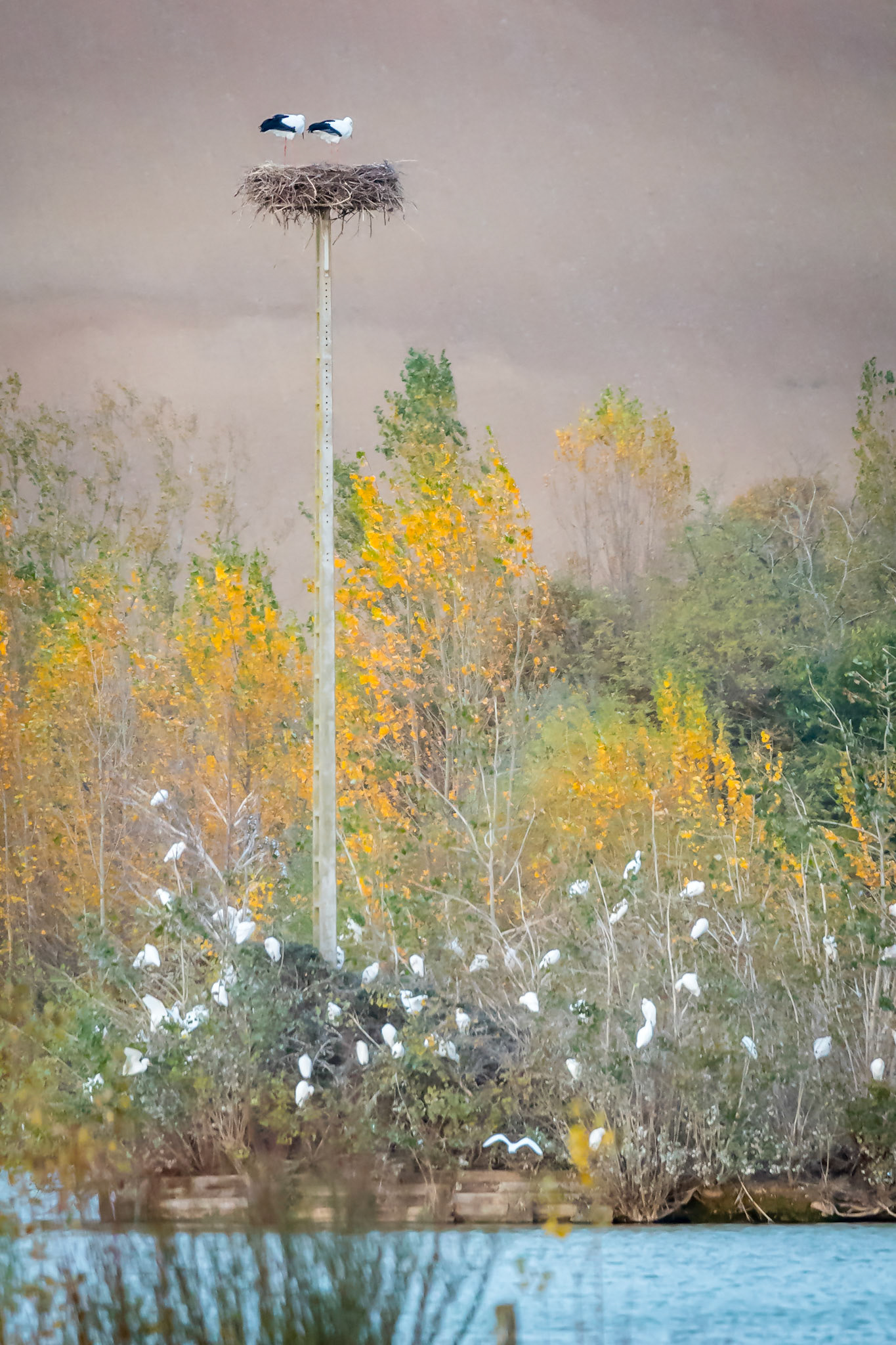 Cigogne _ Domaine des Oiseaux Mazères