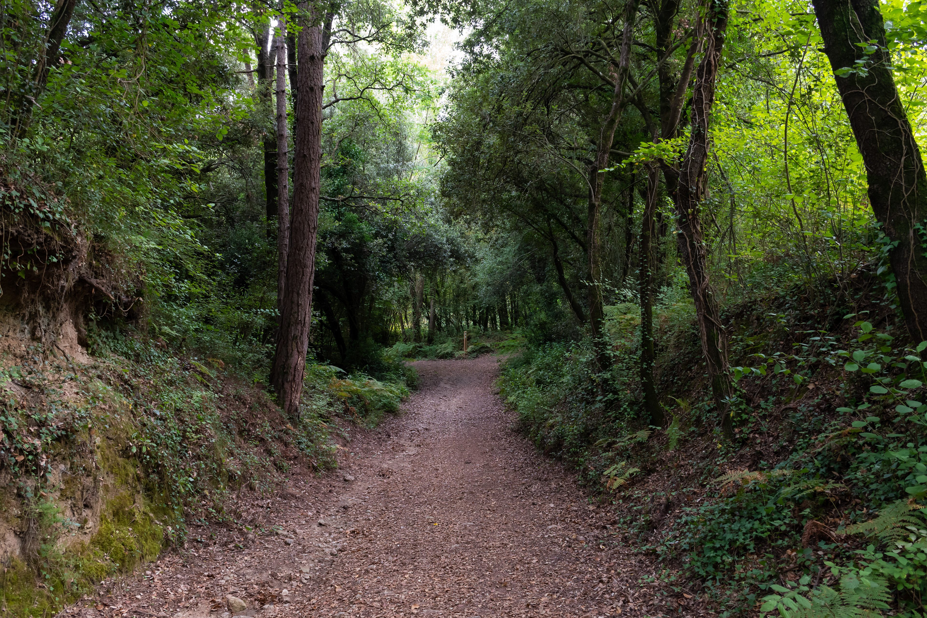 Bosques del Moianès