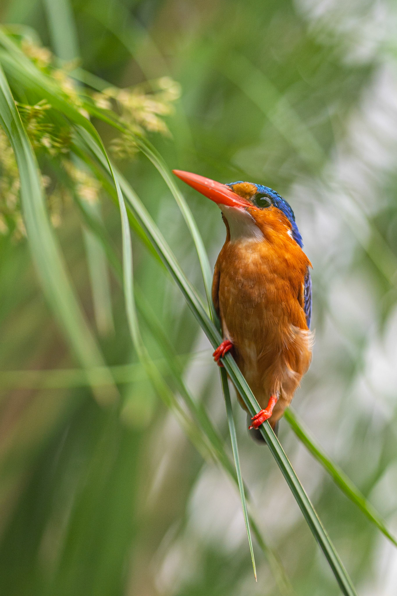 Malachite kingfisher