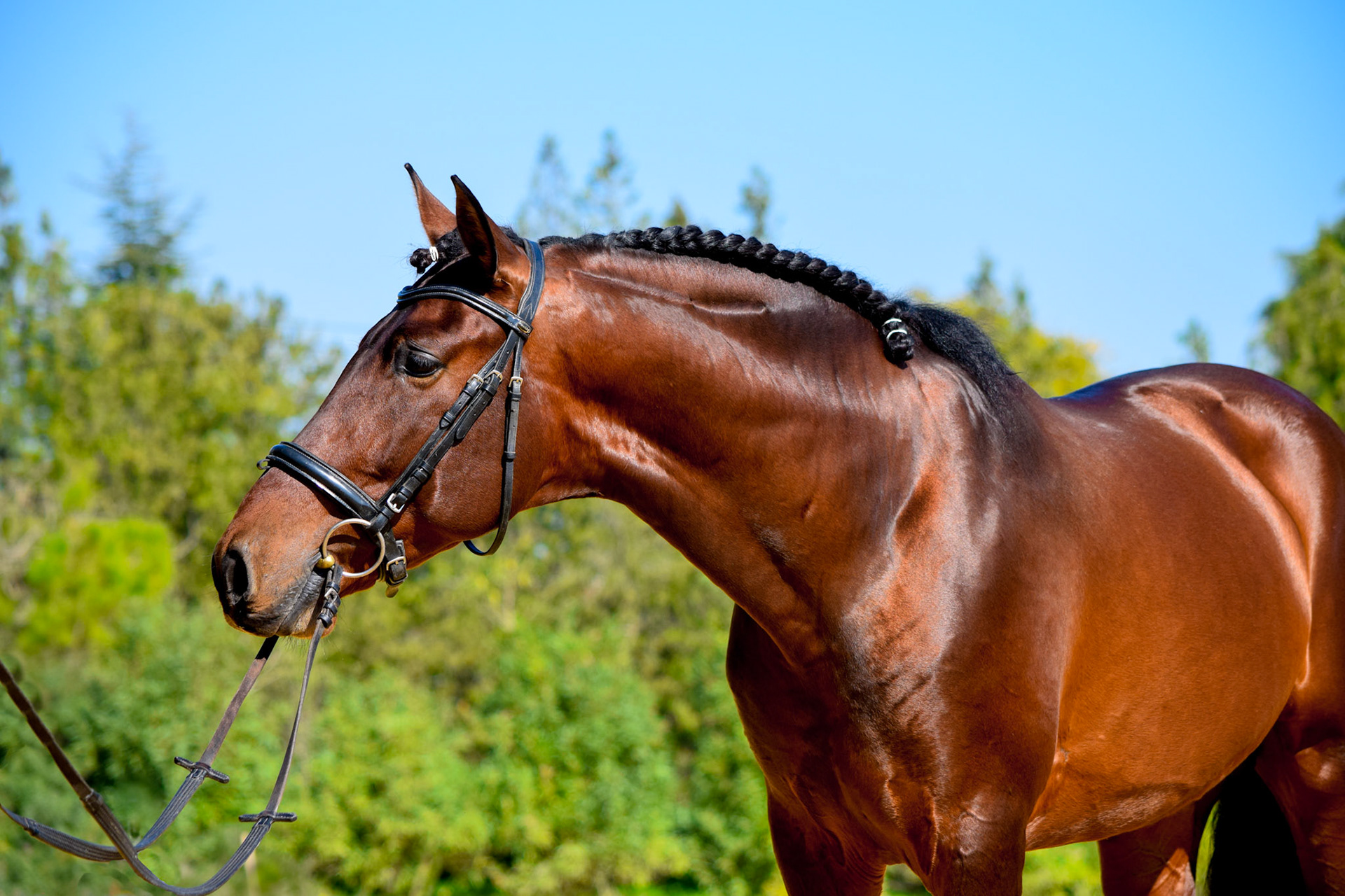 PRE Dressage Horse 5 years
