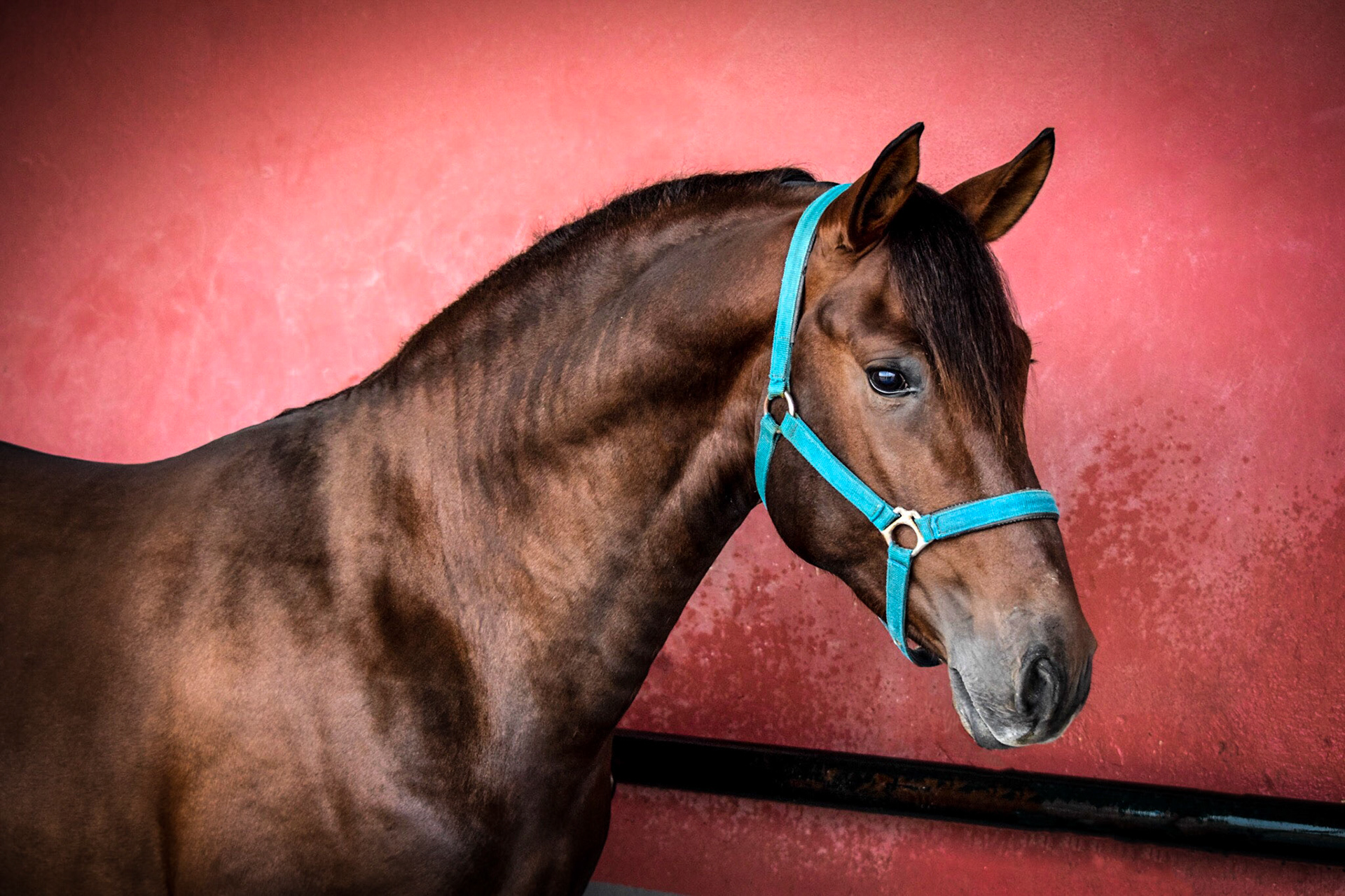 PRE Stallion 3 years