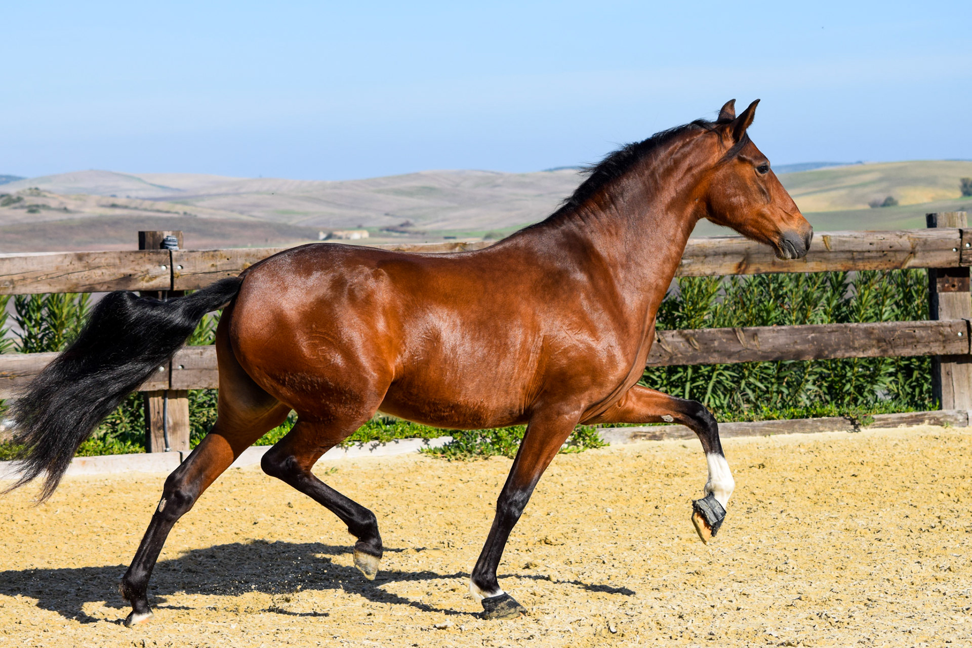 PRE Mare 4 years