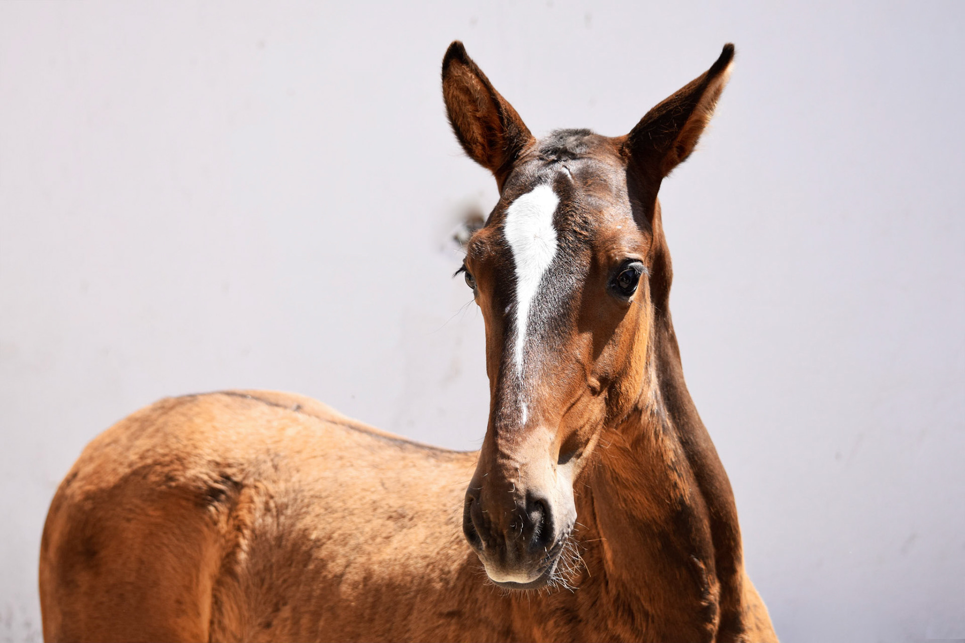 from "Andalusian Stud Farm in Summer"