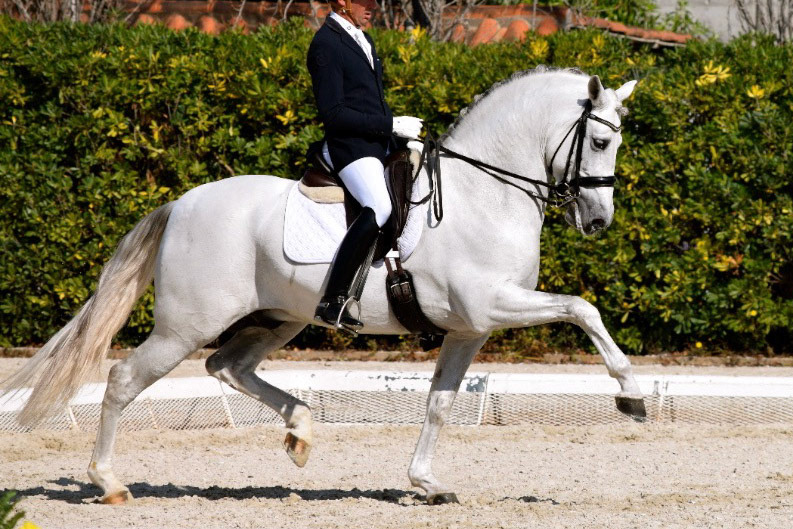 PRE Stallion Genciano