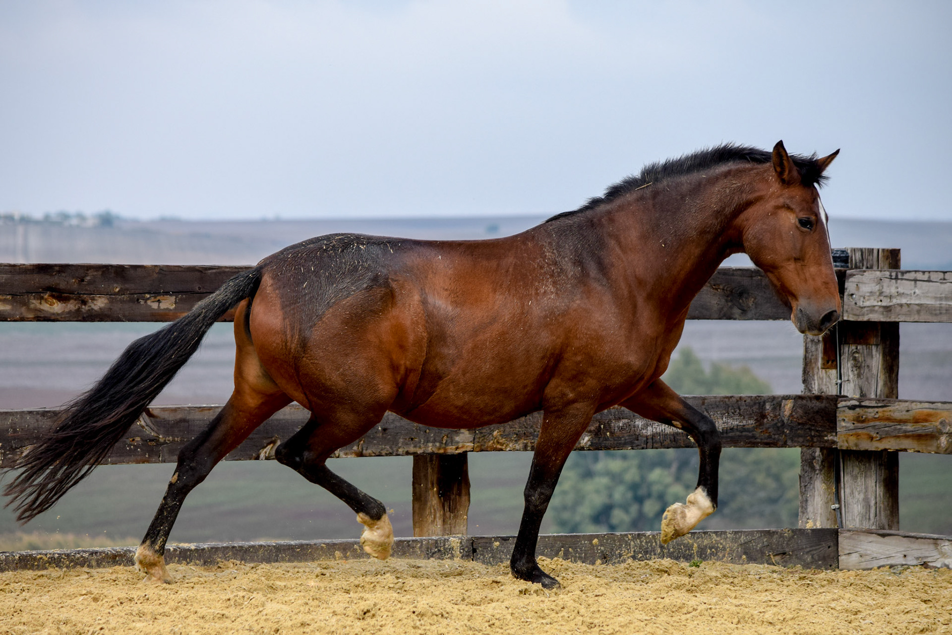 PRE Broodmare