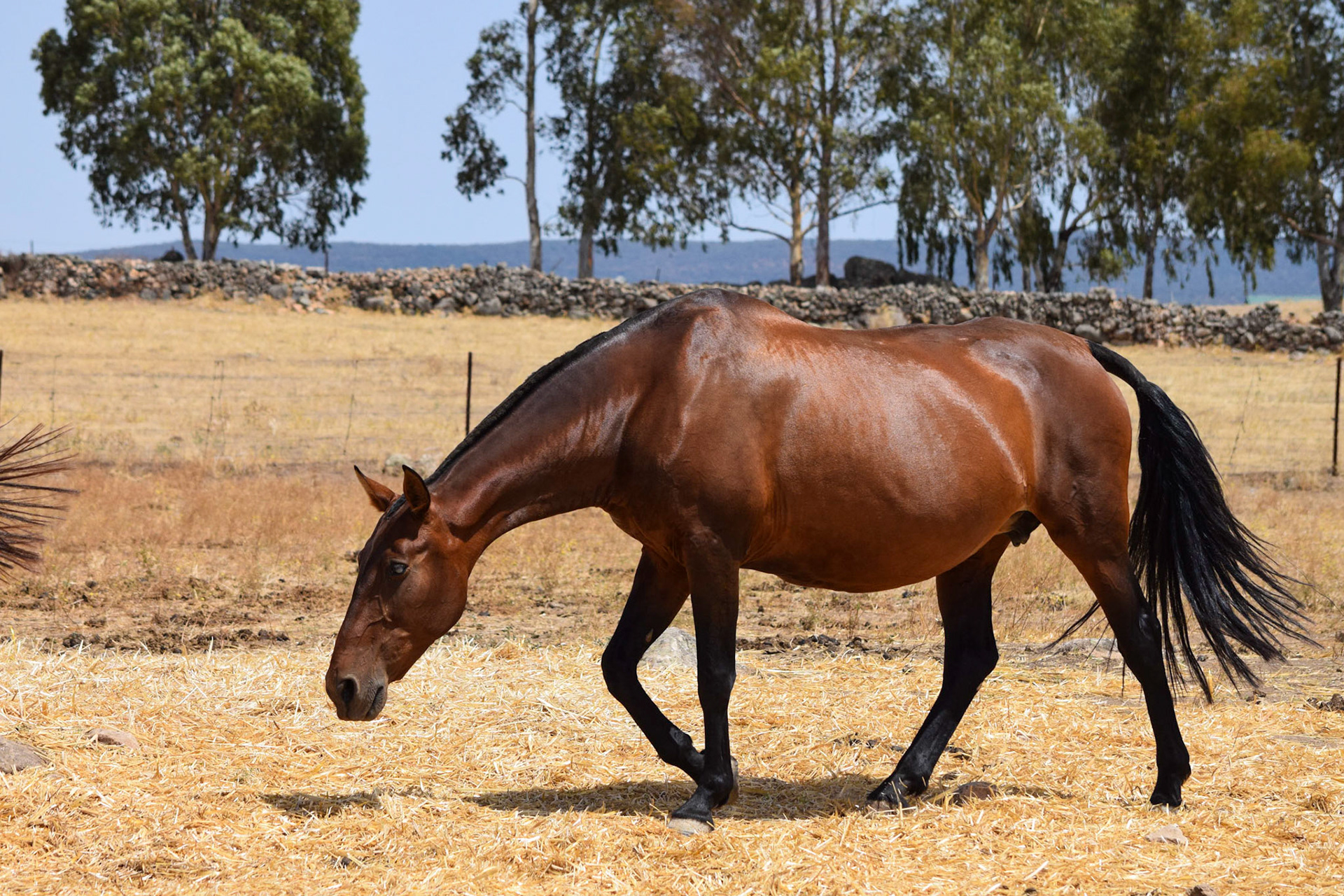 from "Andalusian Stud Farm in Summer"