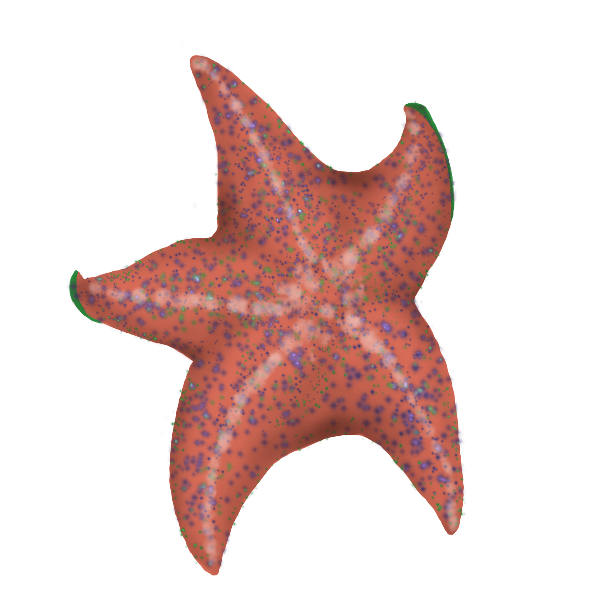 pentaradial symmetry starfish clipart