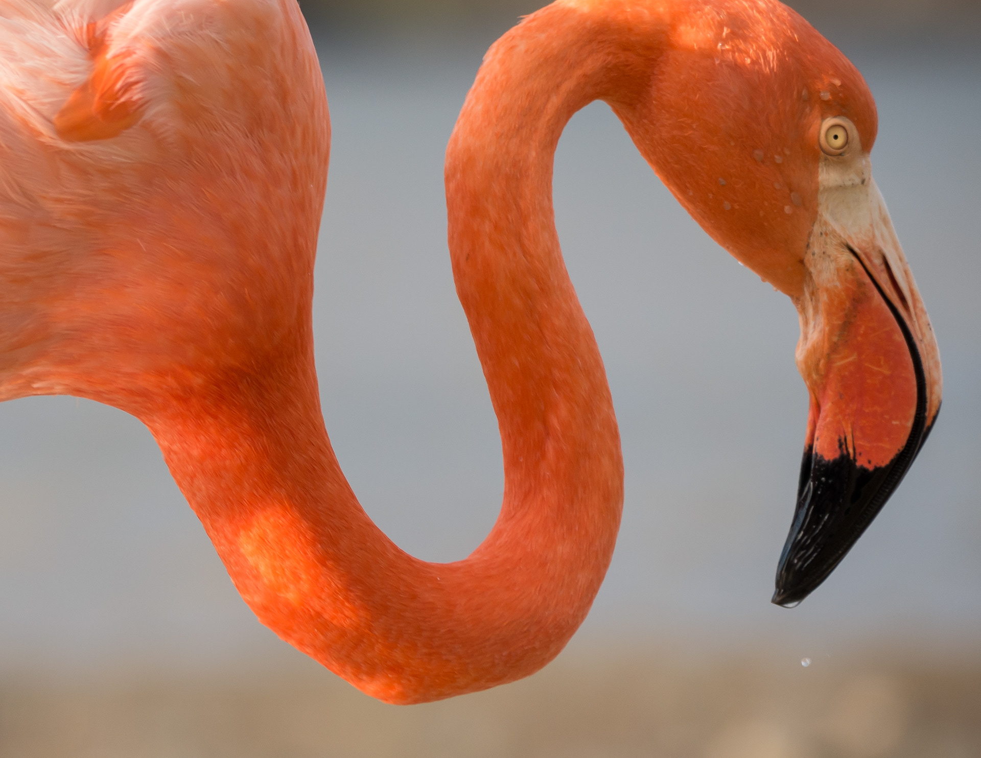 Profile of an American Flamingo covered in water droplets