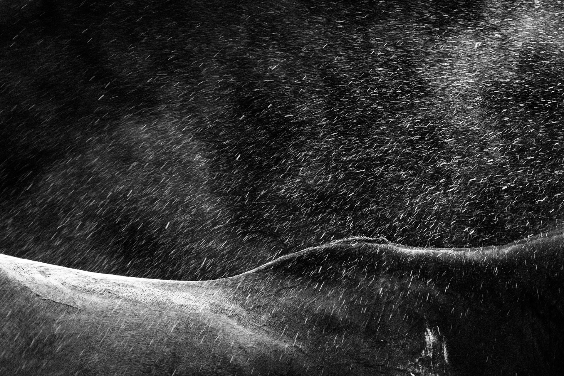 Highlights of water spray  over the back of a horse.