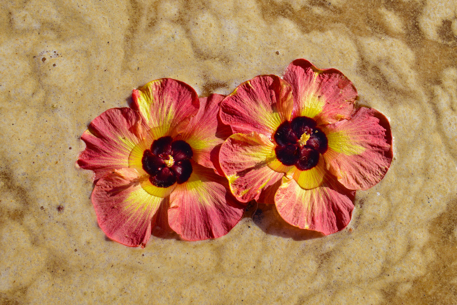 Beach Flowers