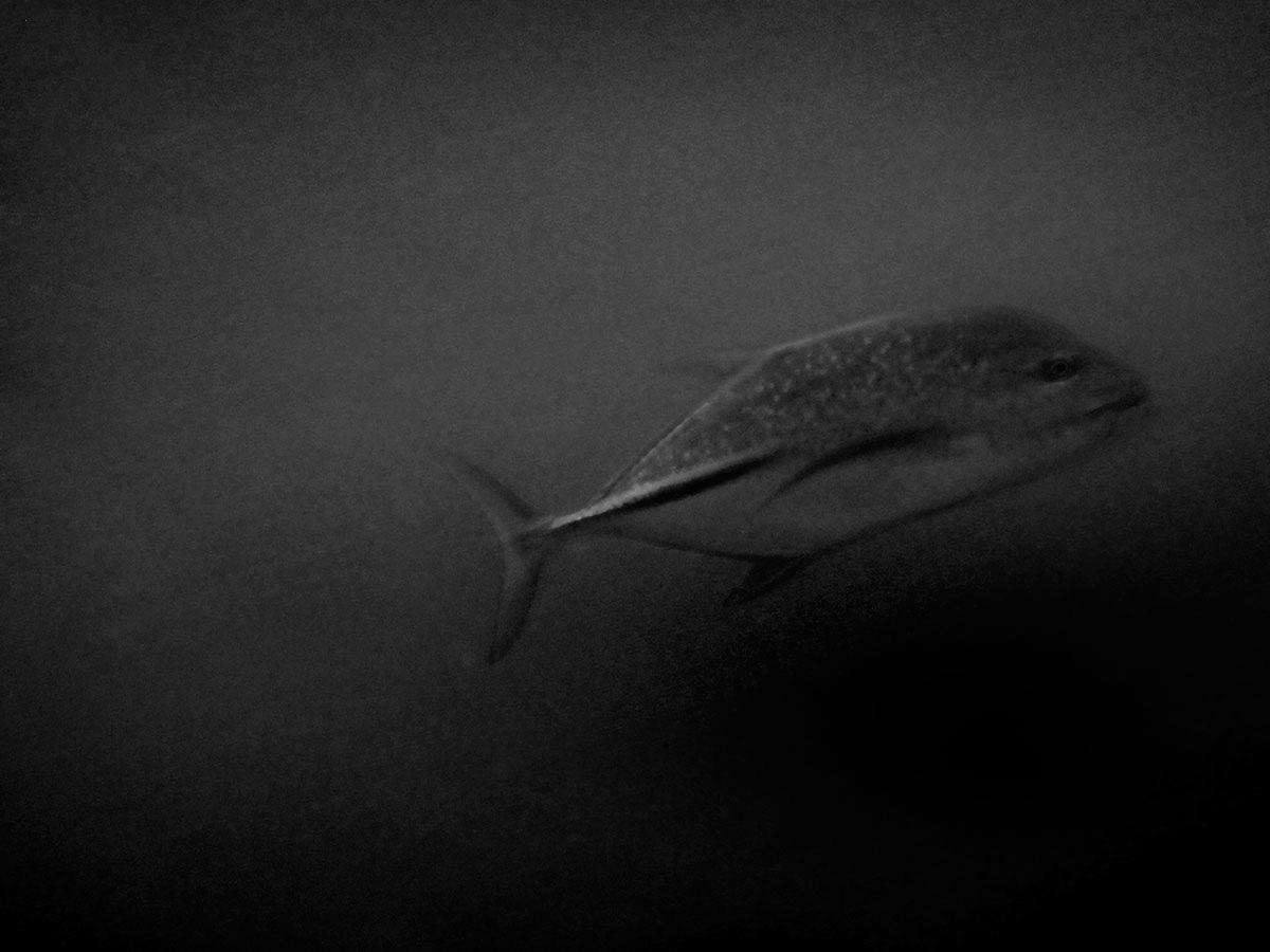 AQUA FIJI,HERMANN LEDERLE,PHOTOGRAPHY 1