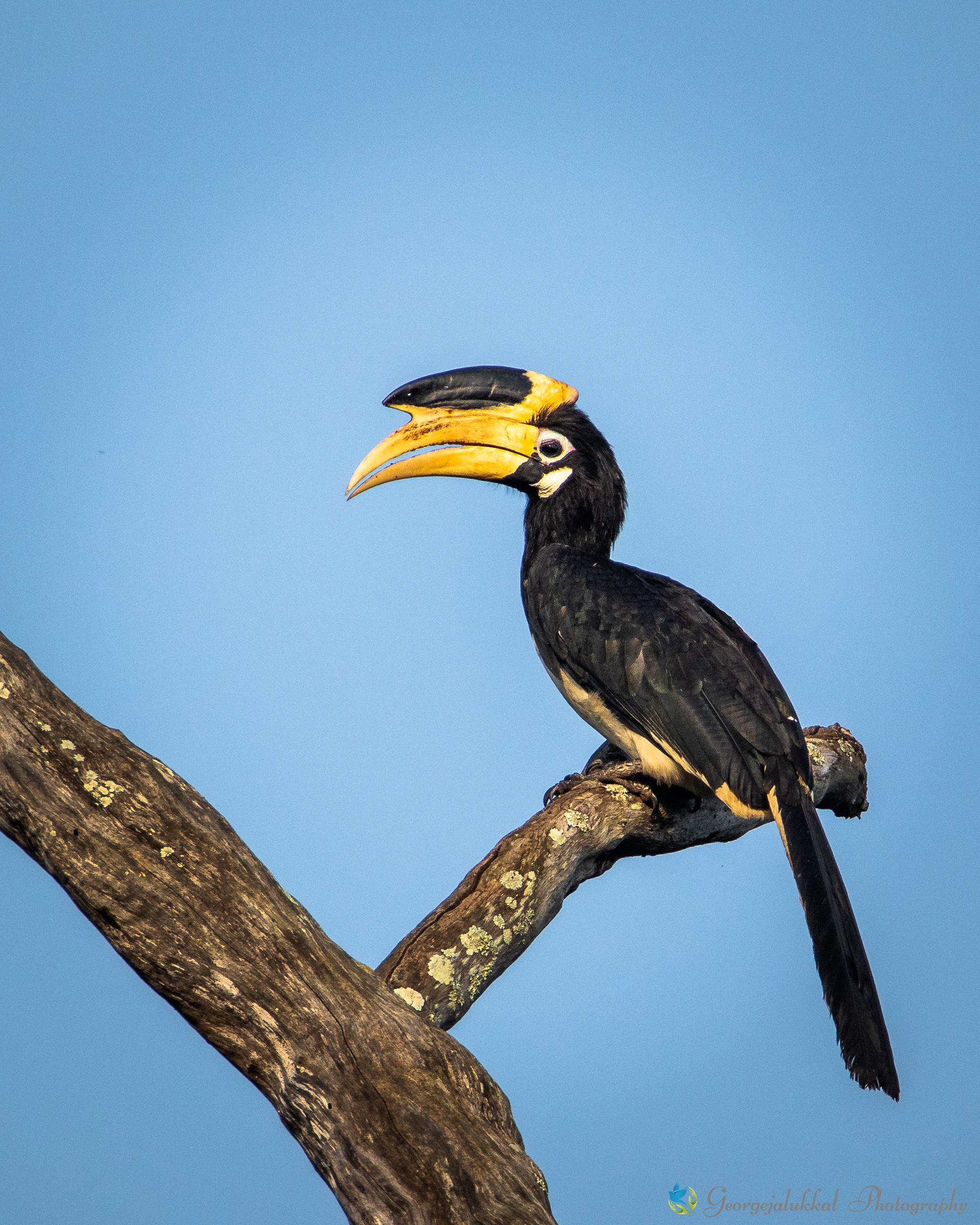 Malabar pied hornbill | പാണ്ടന് വേഴാമ്പല്