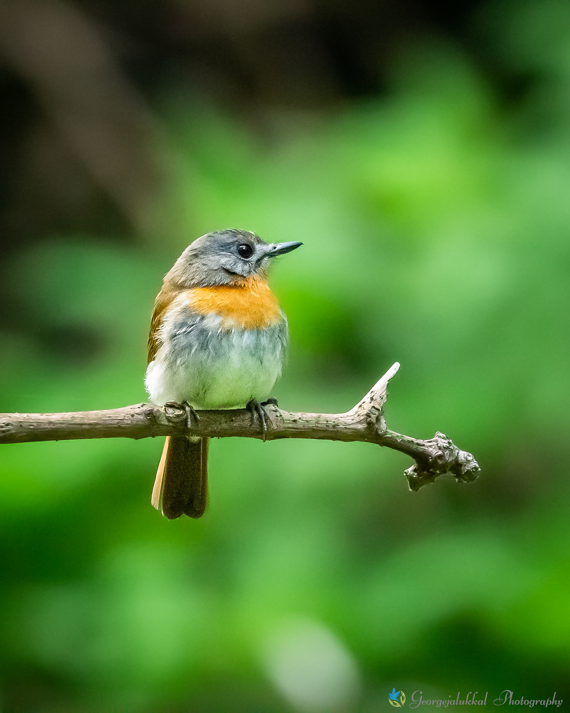 White bellied blue flycatcher (f) | കാട്ടുനീലി