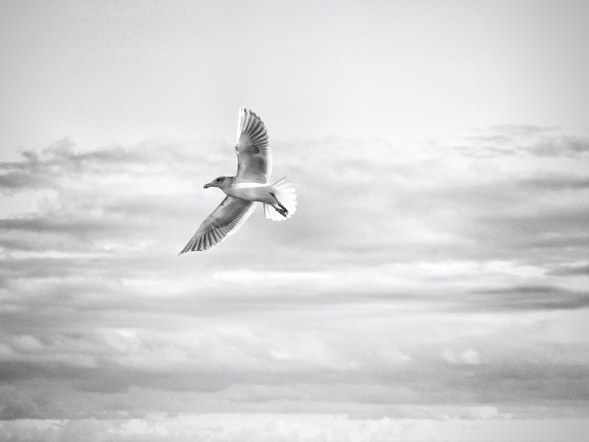 Seagull in flight