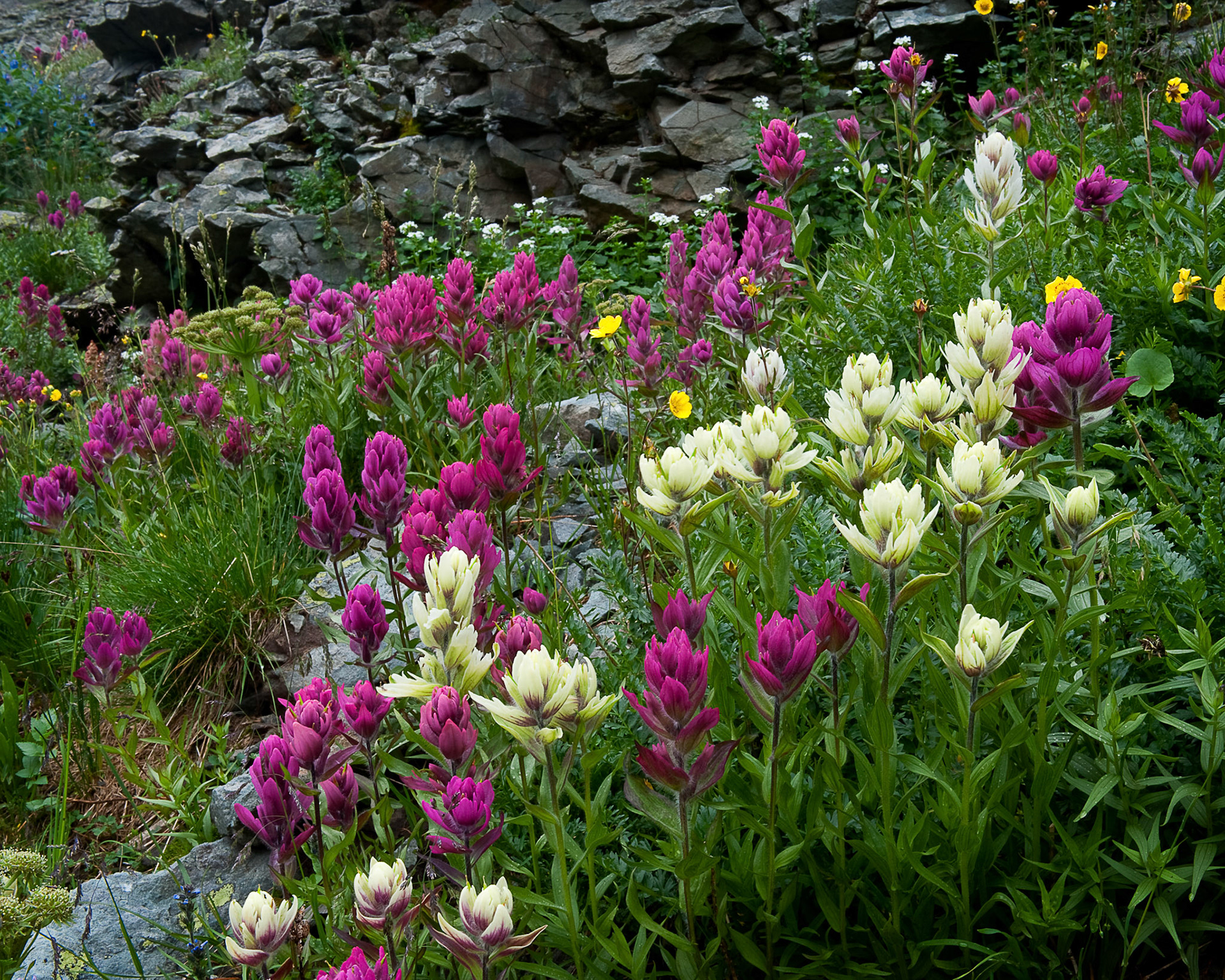 Clear Lake Basin Paintbrush 6