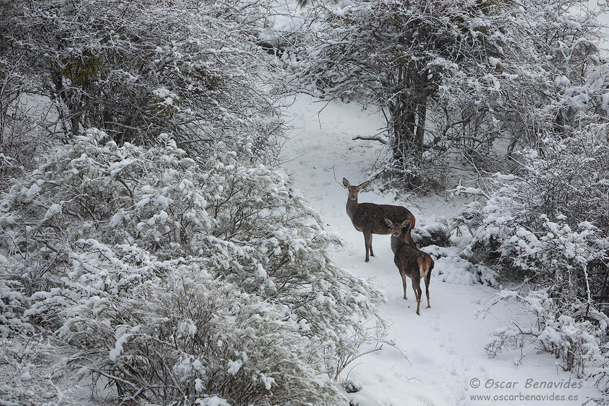 Oscar Benavides. Fotografía de naturaleza. Ciervo / Deer